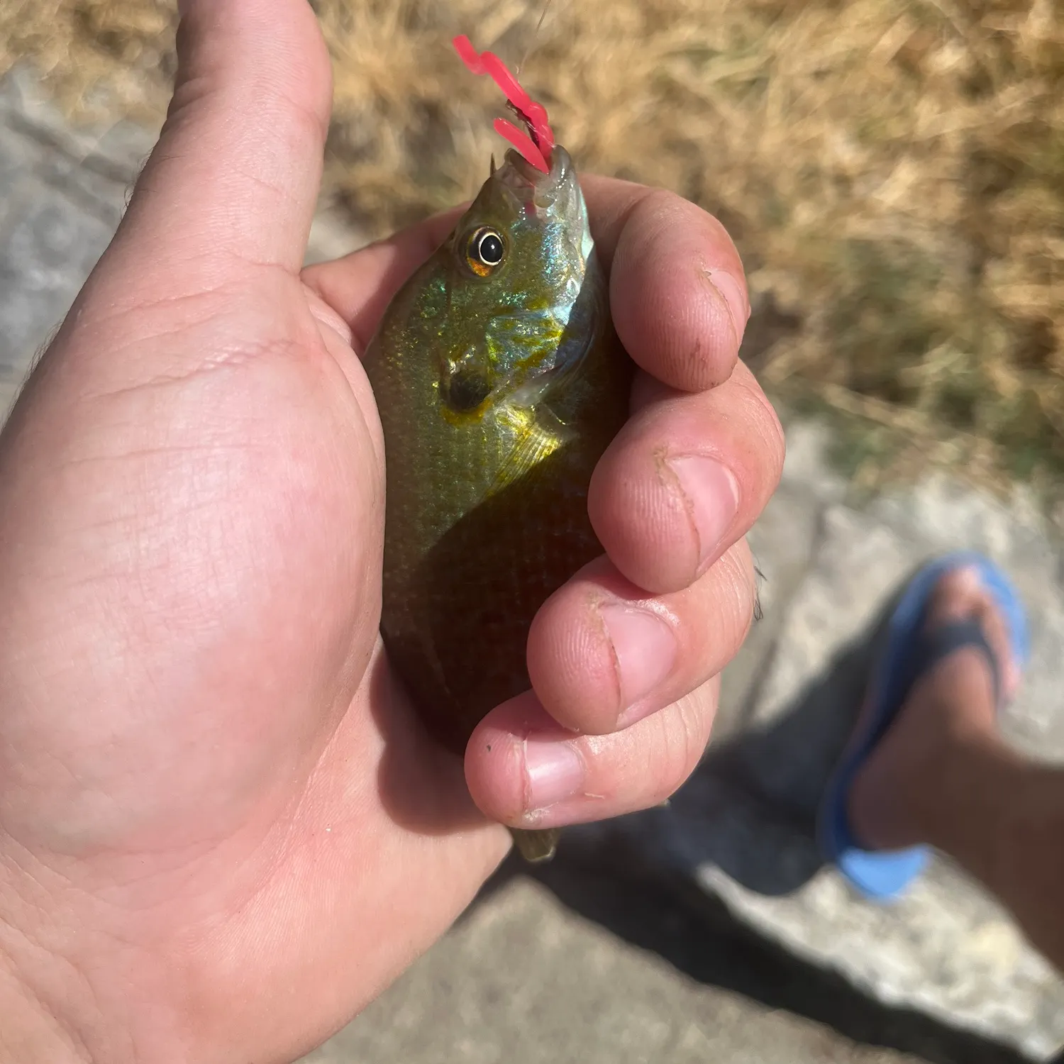 Green sunfish caught on Fishbrain