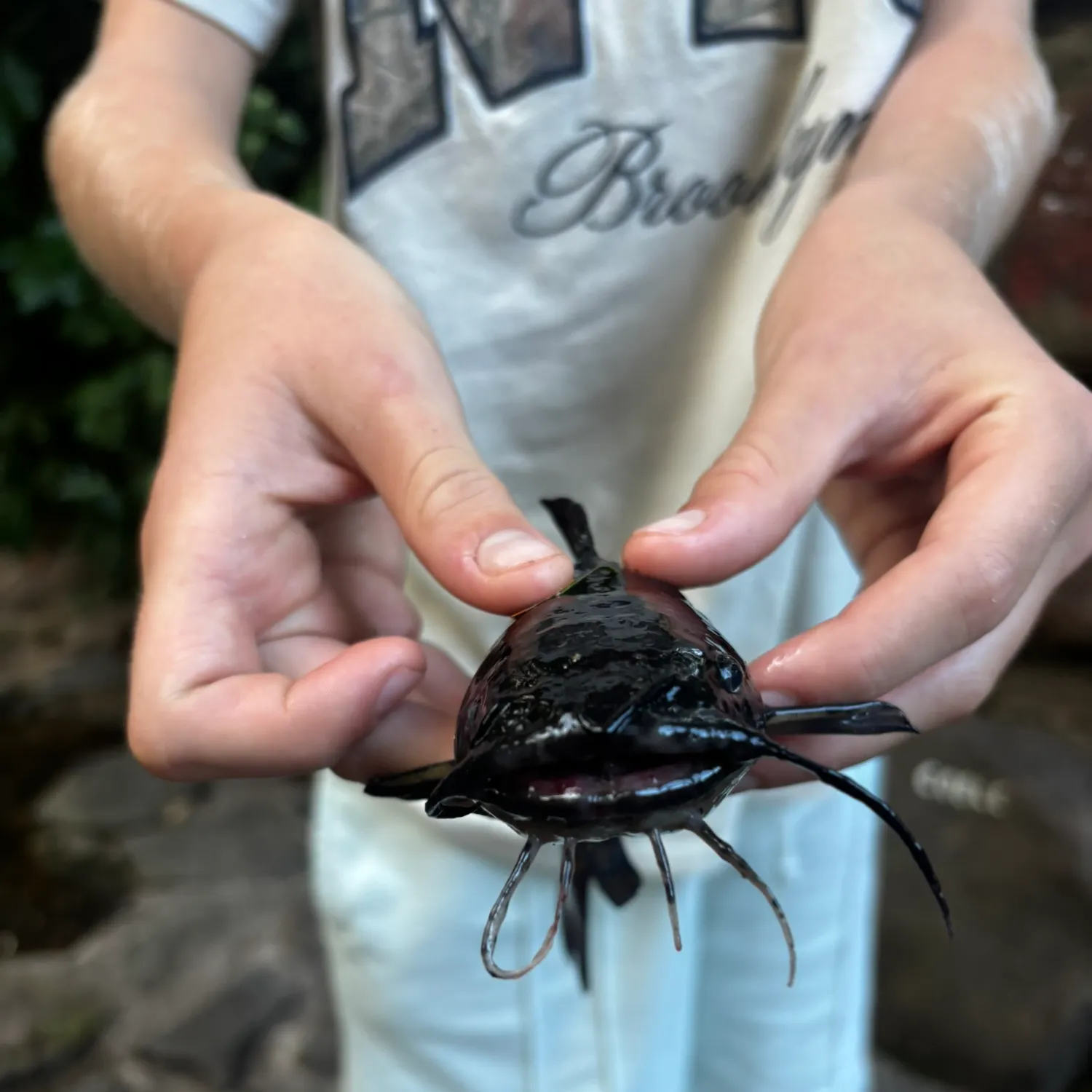 Black bullhead caught on Fishbrain