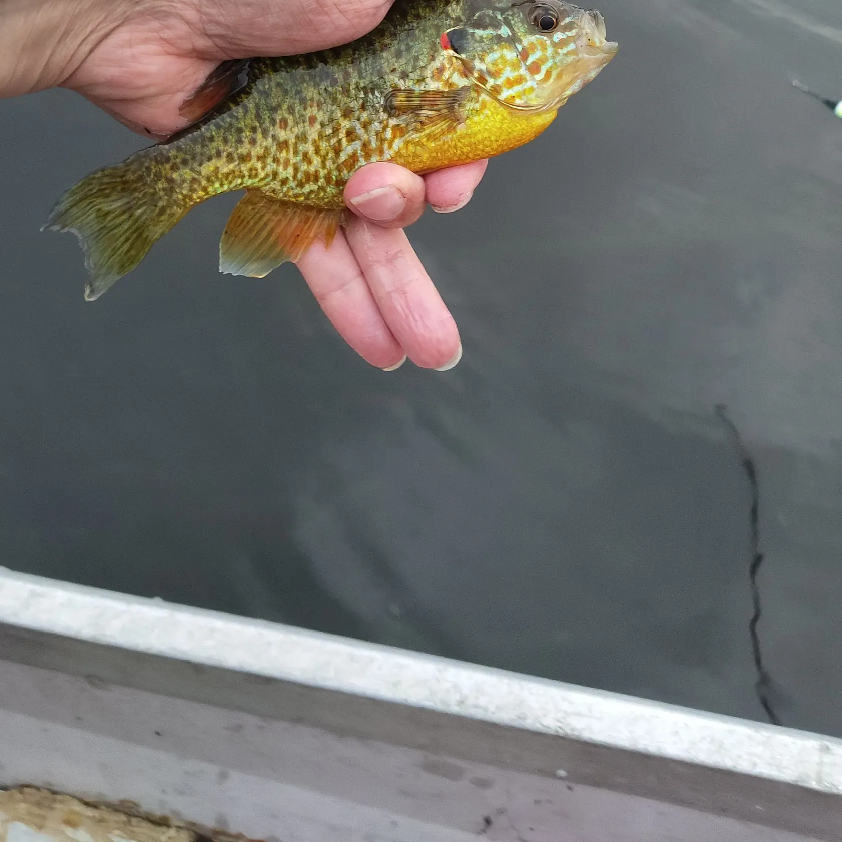 Pumpkinseed caught on Fishbrain
