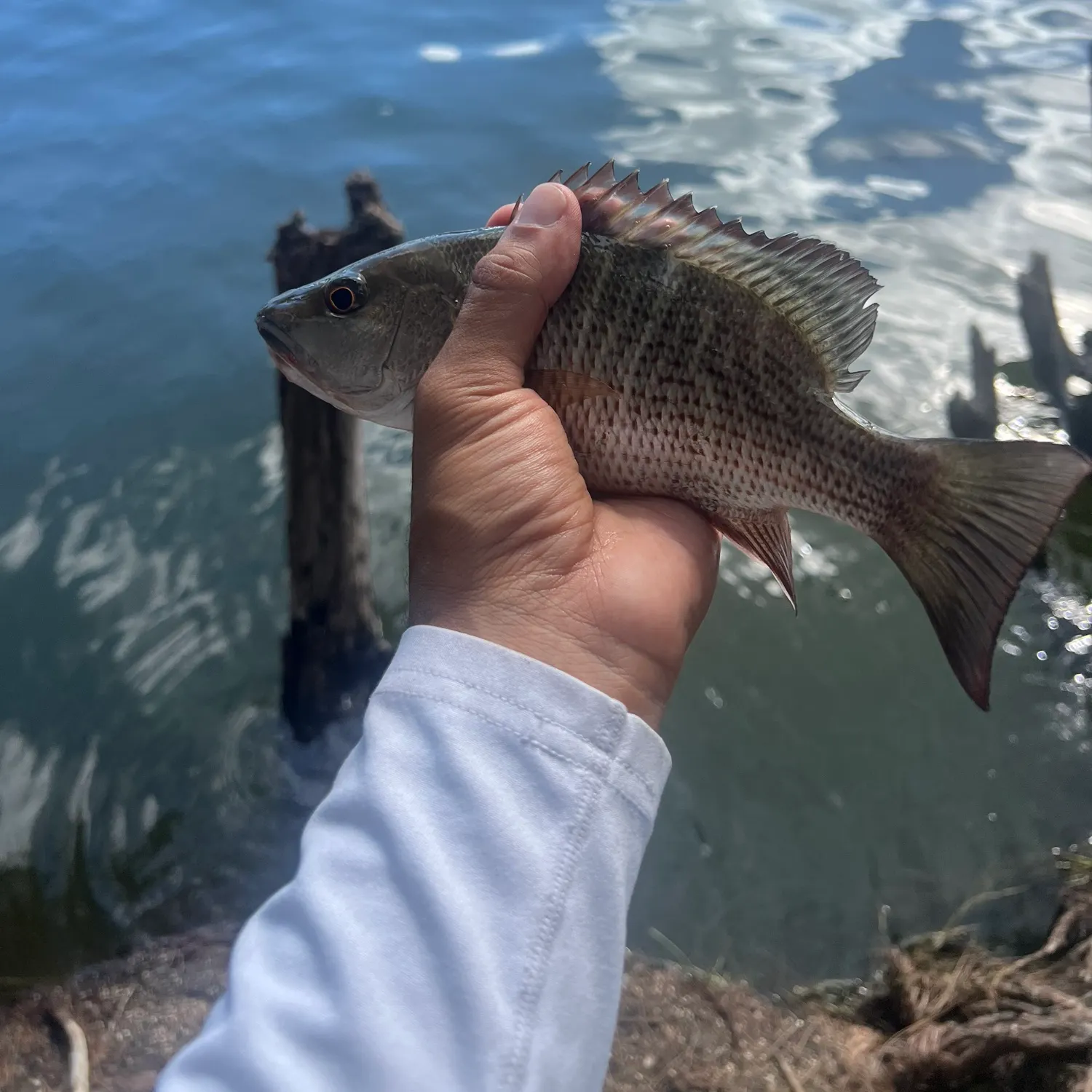 Mangrove snapper caught on Fishbrain