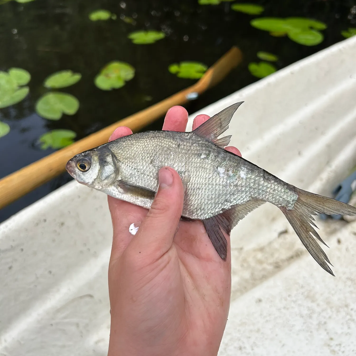 The most recent Zope catches on Fishbrain