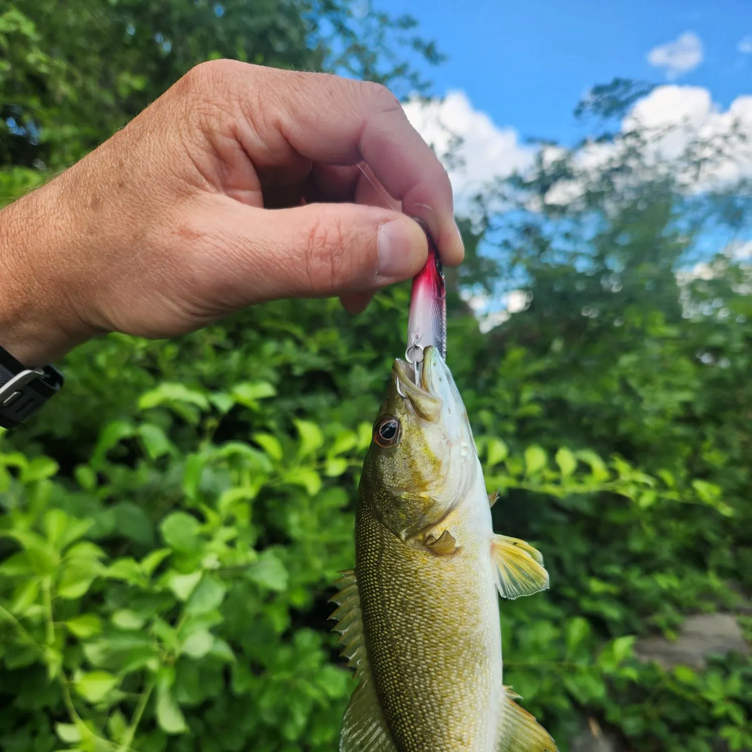 catch
