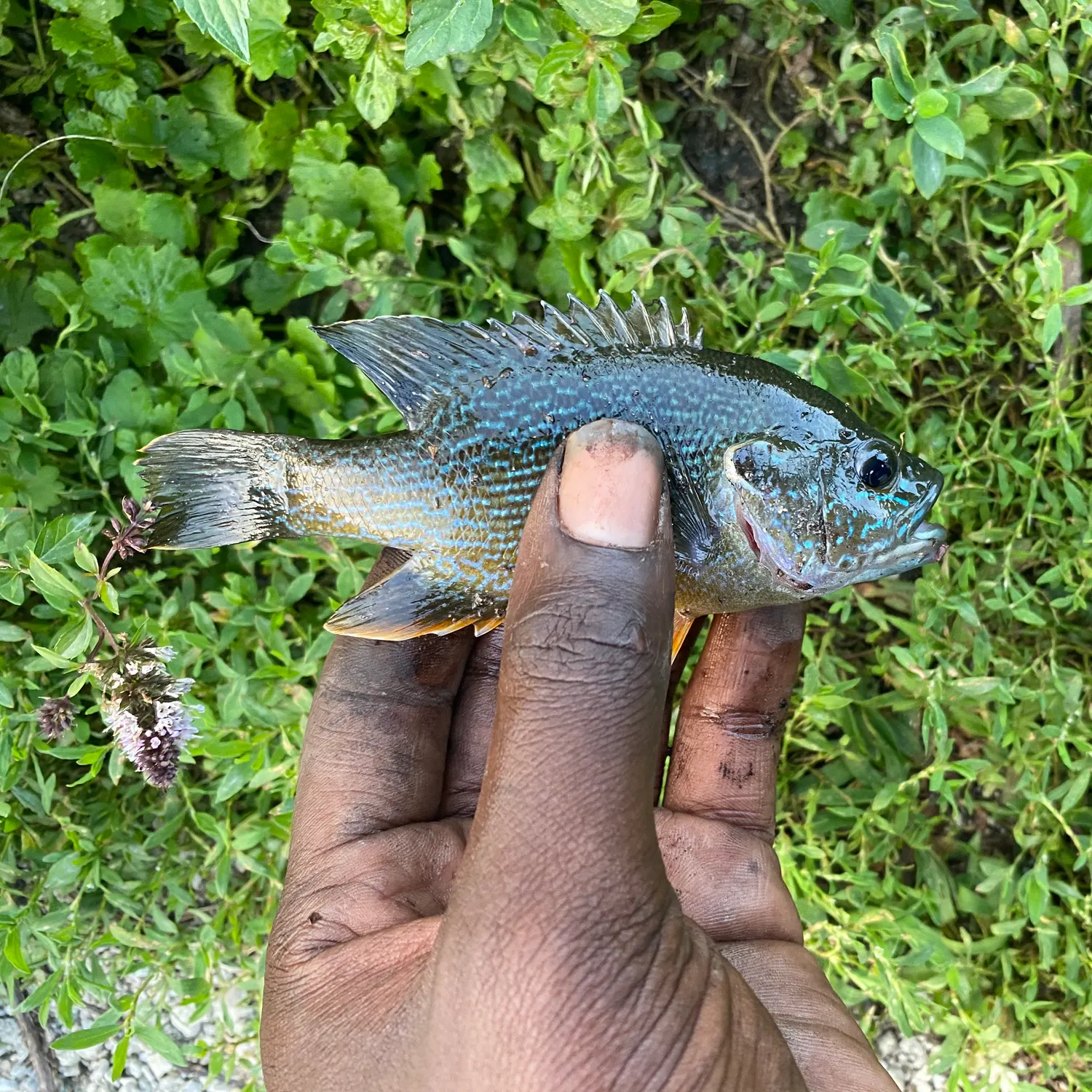 Green sunfish caught on Fishbrain