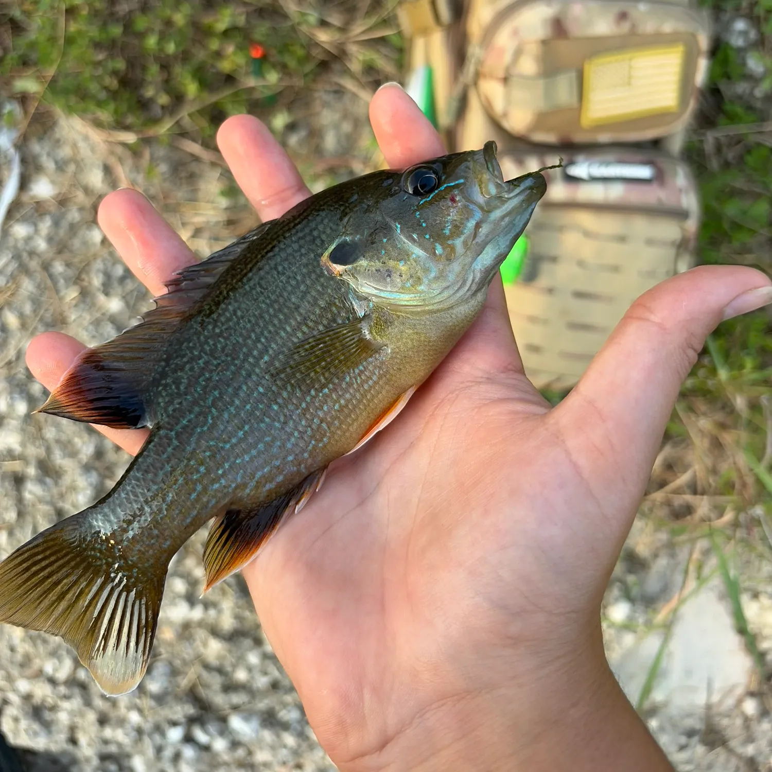 The most recent Warmouth x redear sunfish catches on Fishbrain