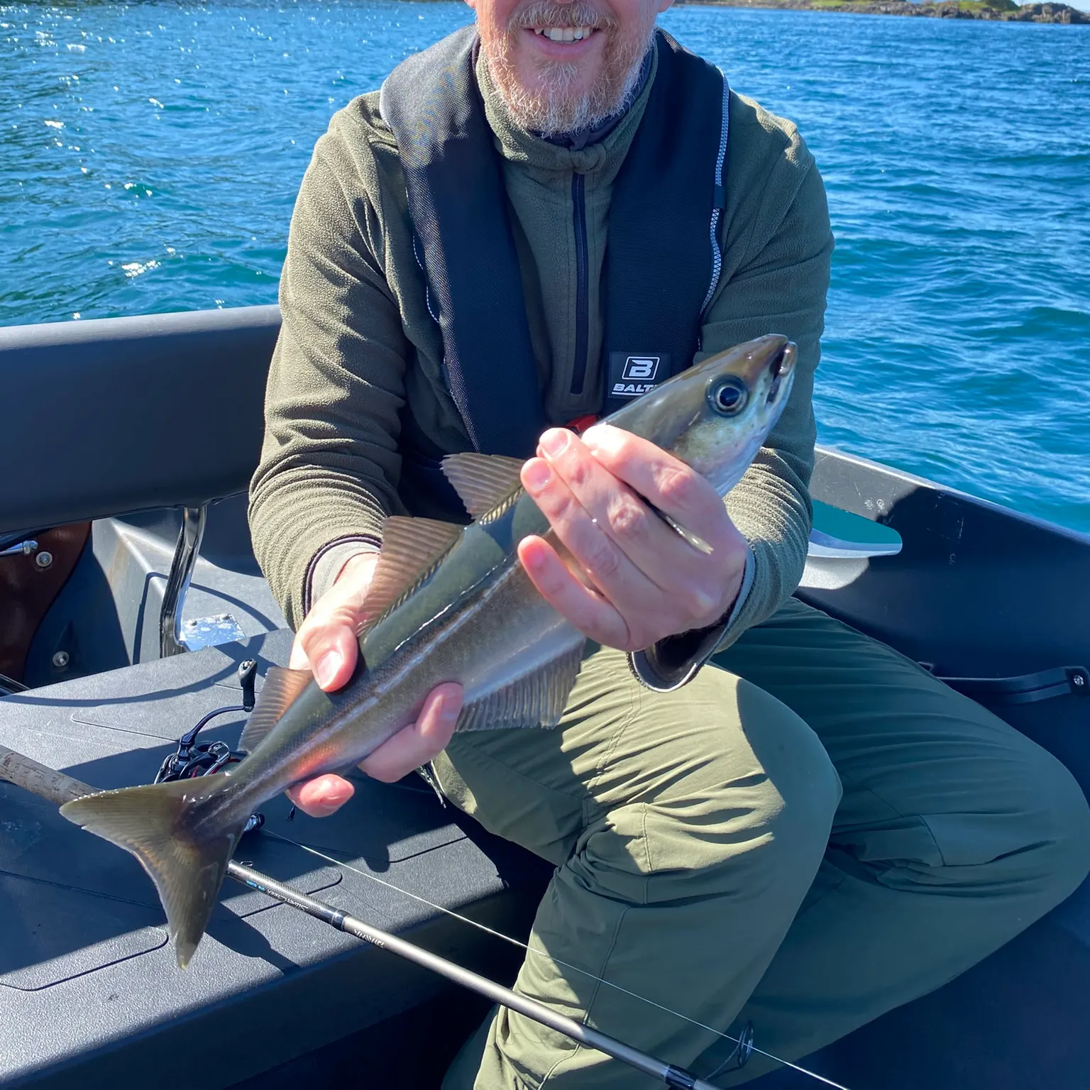 The most recent Whiting catches on Fishbrain