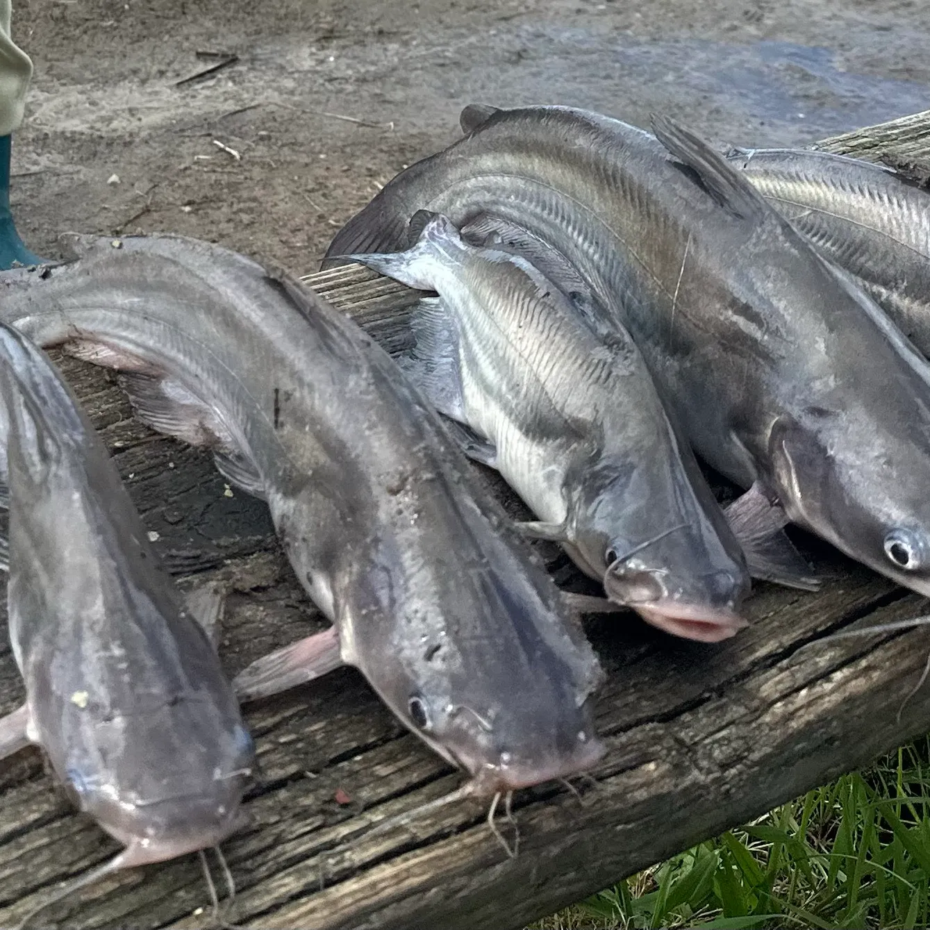 Blue catfish caught on Fishbrain