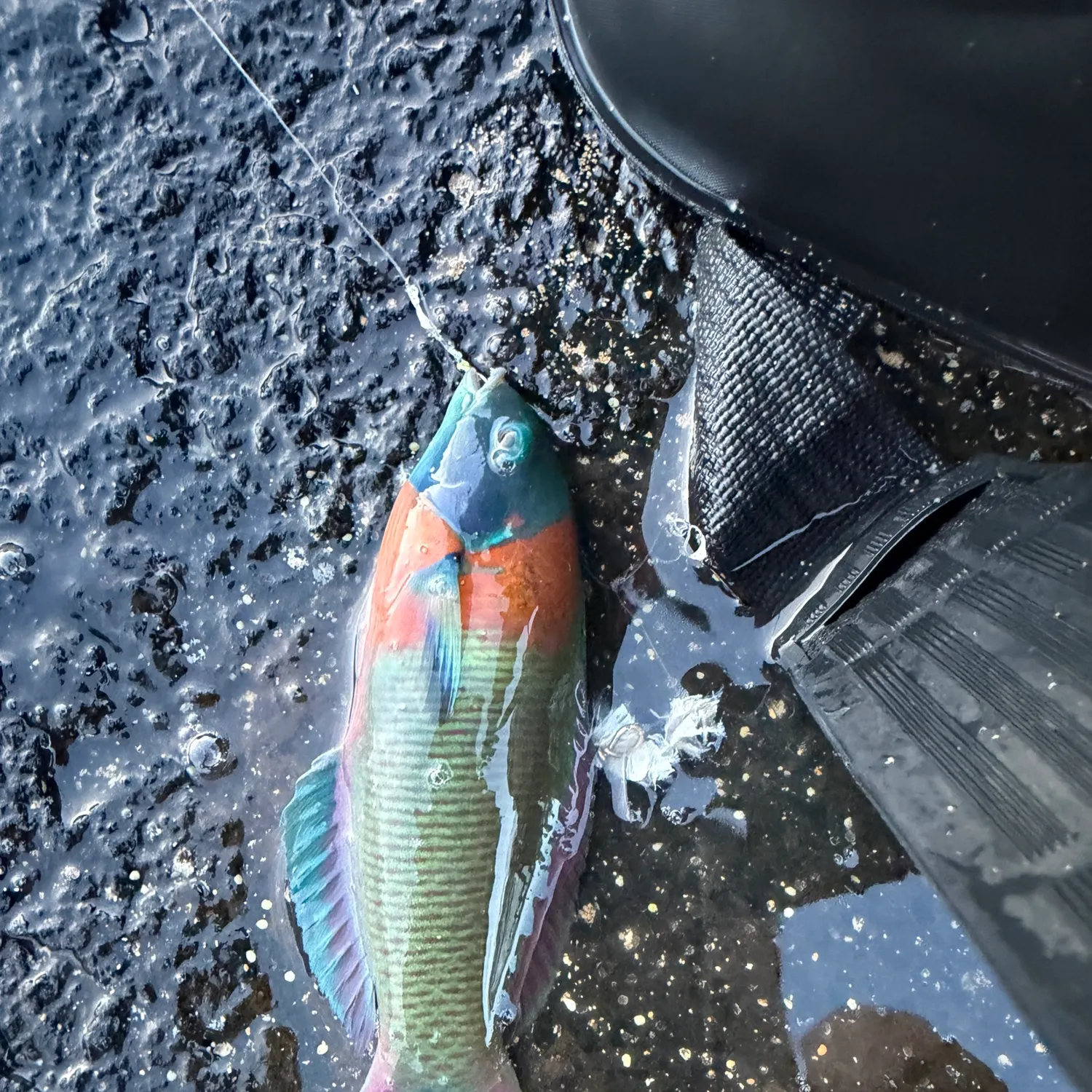 The most recent Saddle wrasse catches on Fishbrain