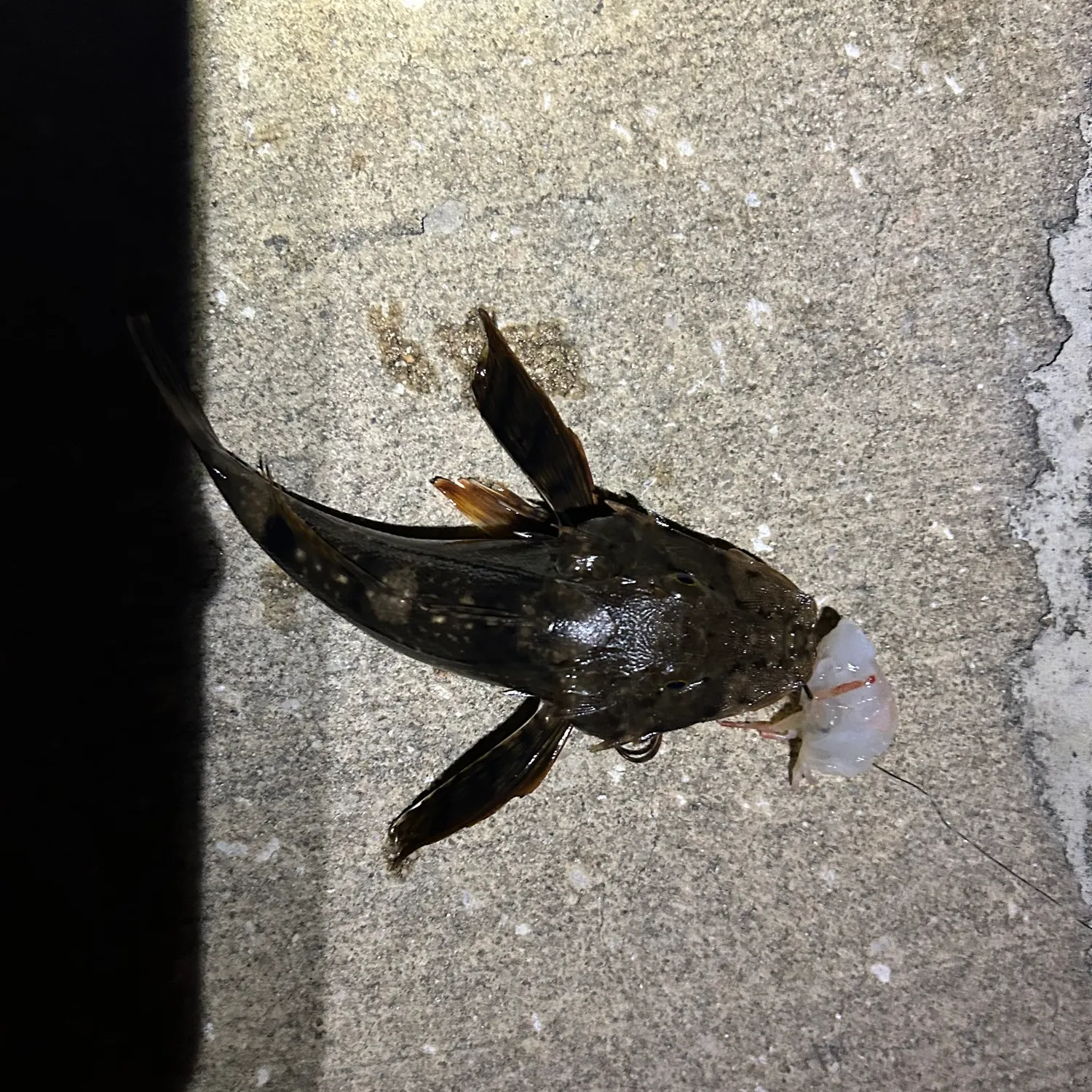 The most recent Gulf toadfish catches on Fishbrain