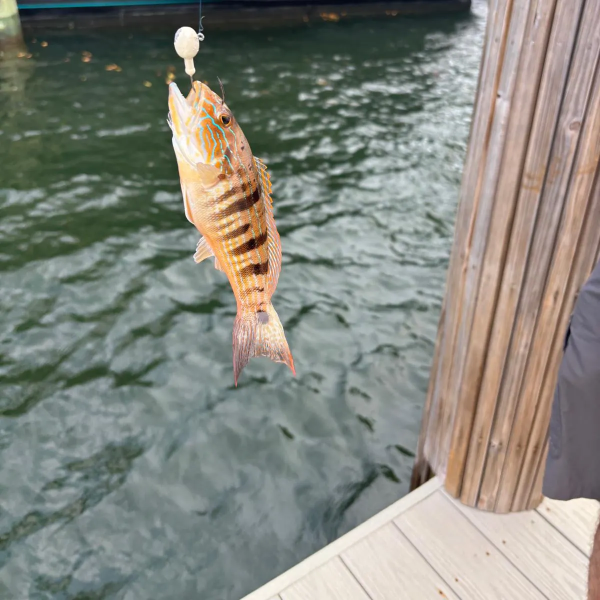 The most recent African tigerfish catches on Fishbrain