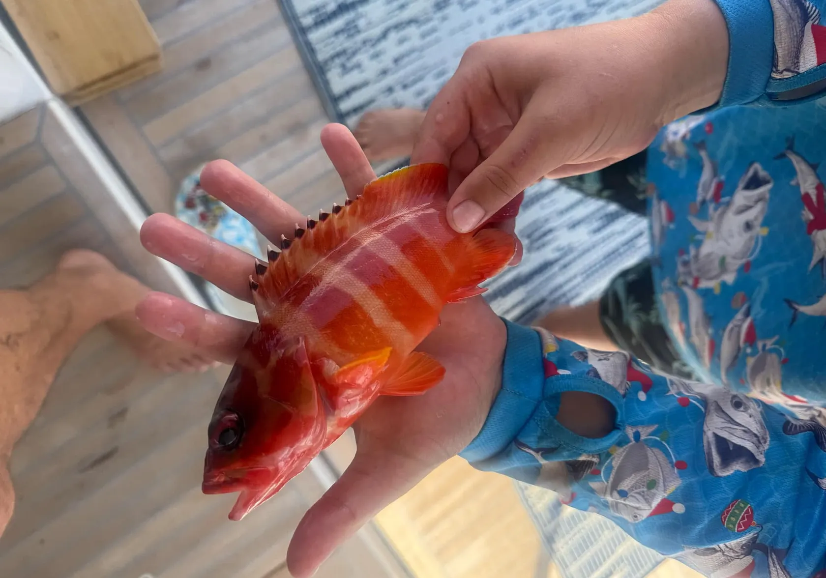 Blacktip grouper