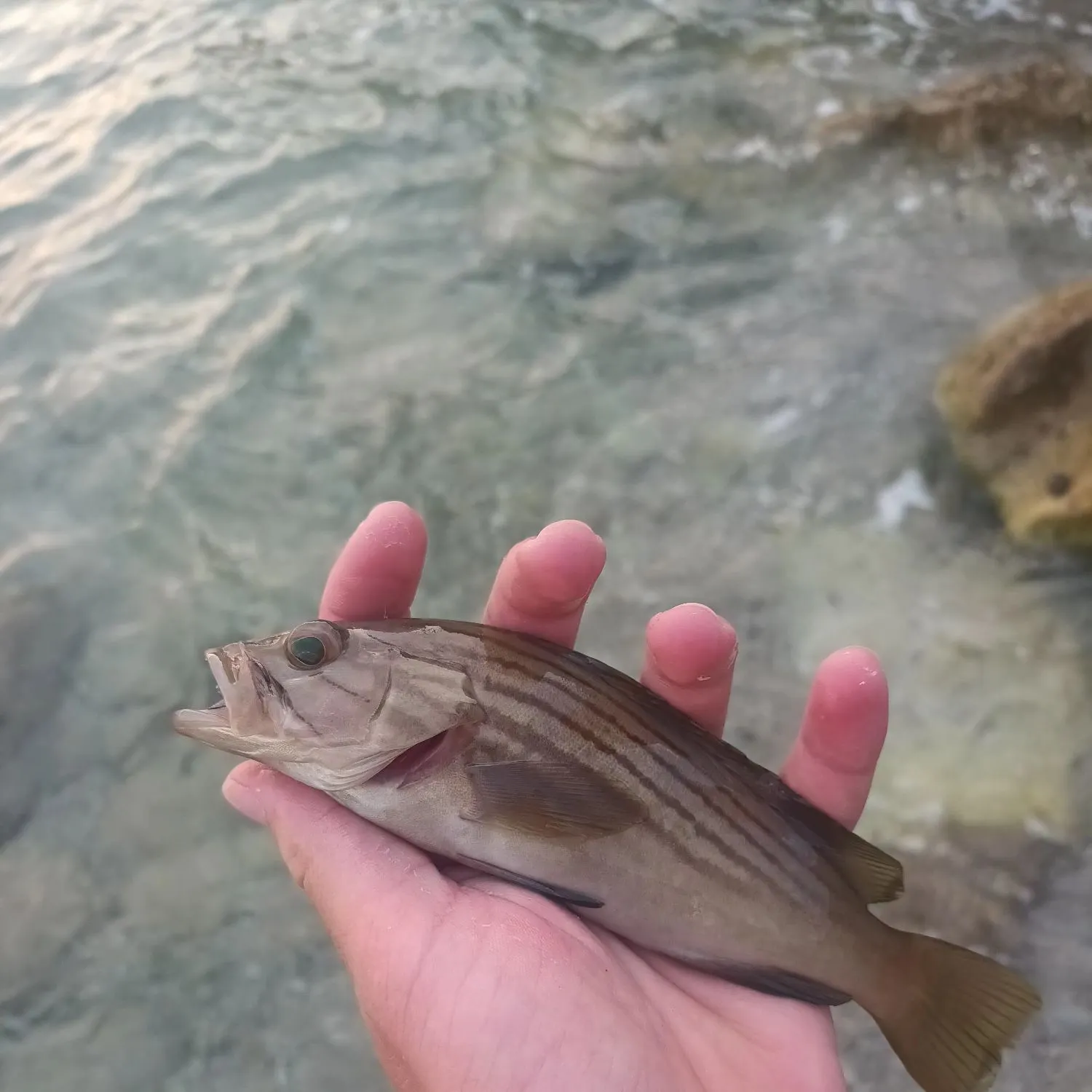 The most recent Goldblotched grouper catches on Fishbrain