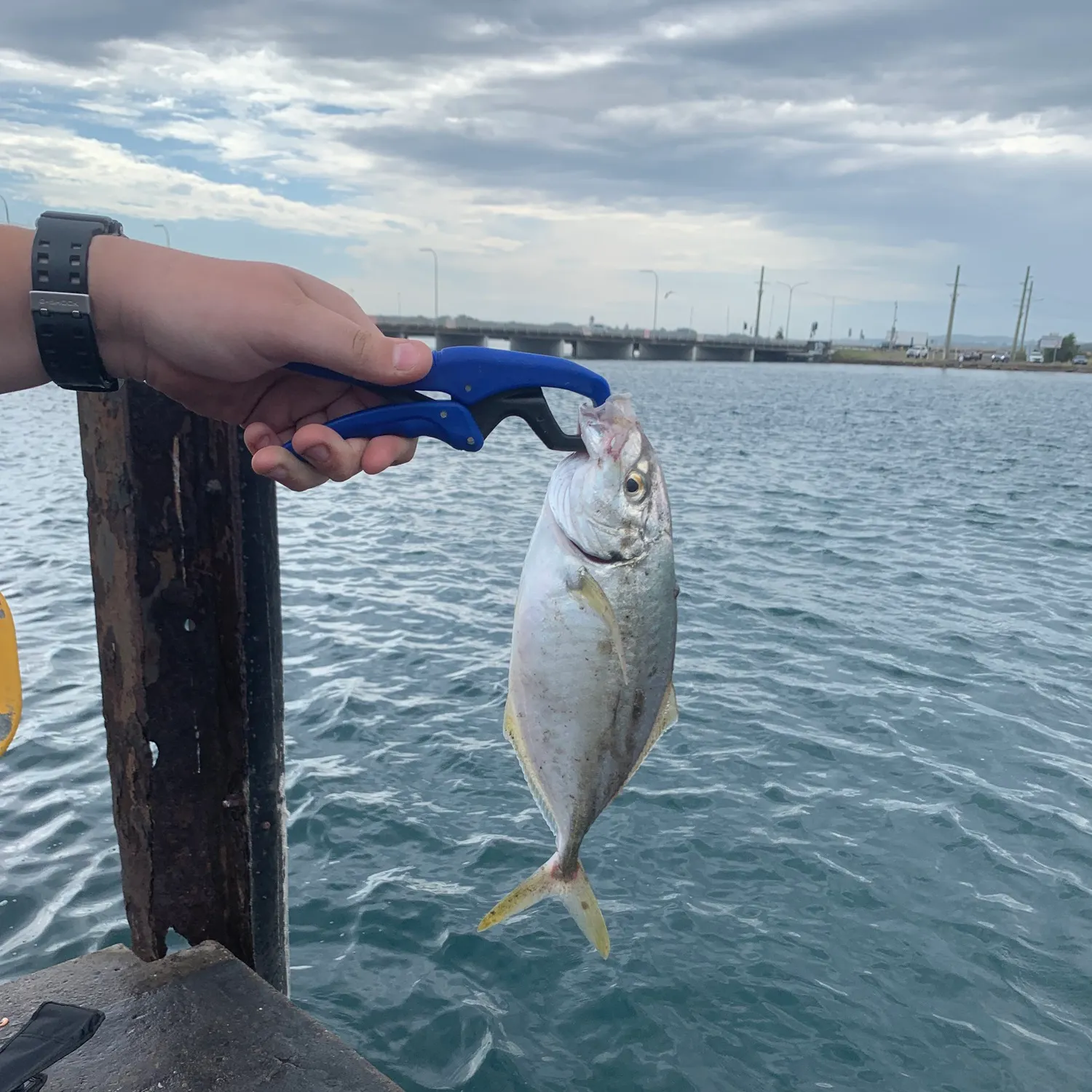 Silver trevally caught on Fishbrain