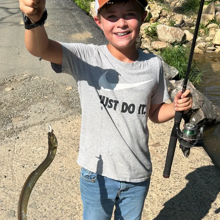 The most recent American eel catches on Fishbrain