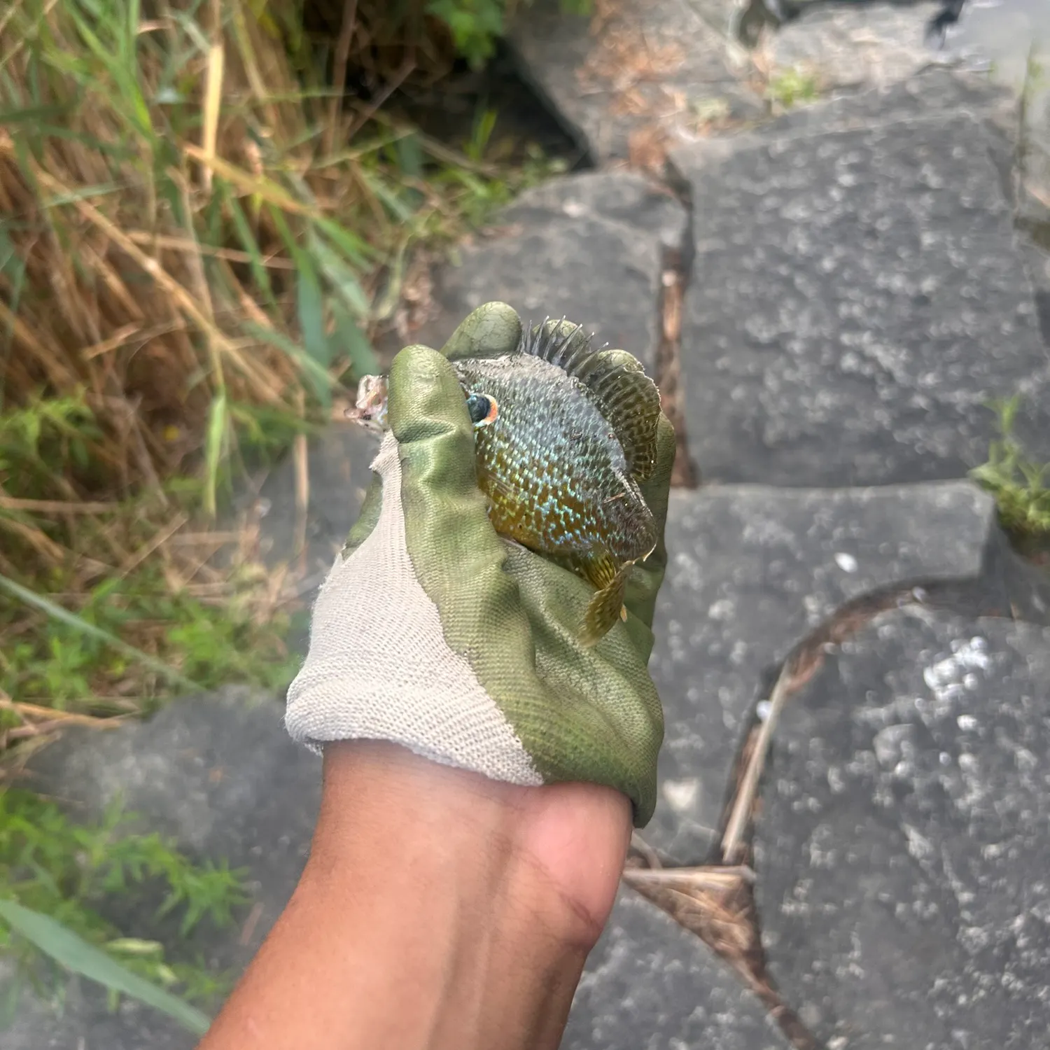 Bluegill caught on Fishbrain