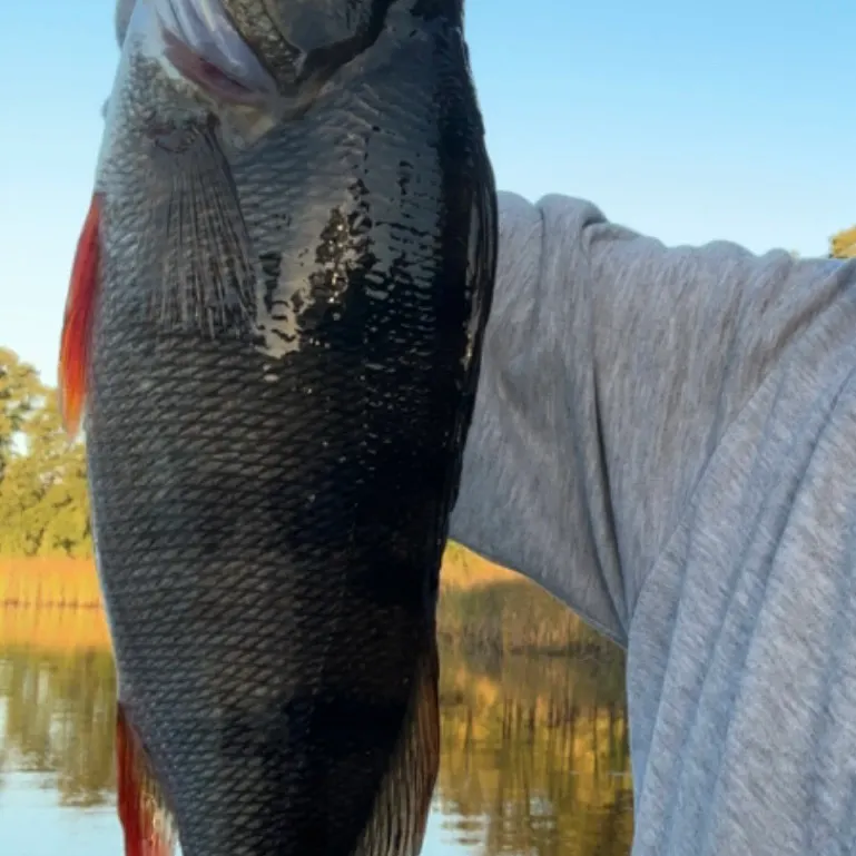 European perch caught on Fishbrain