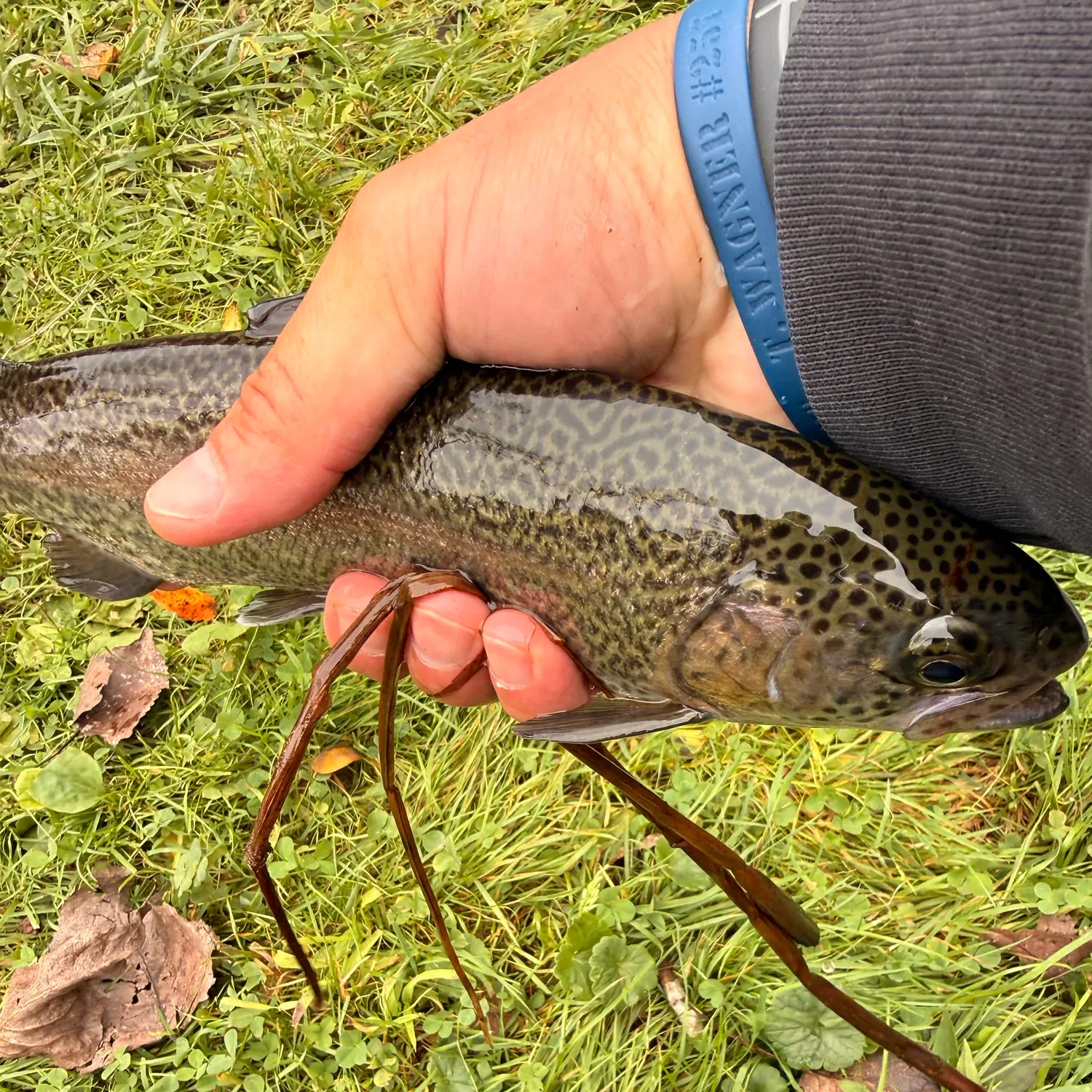 Tiger trout caught on Fishbrain