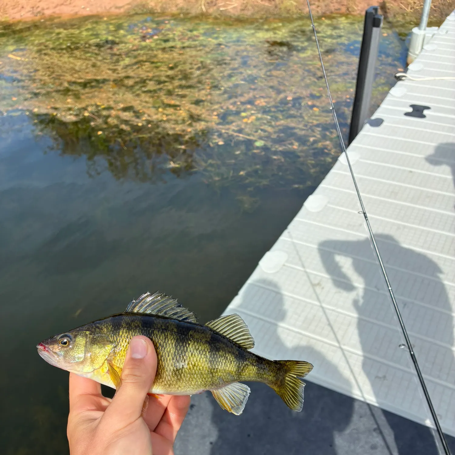 Yellow perch caught on Fishbrain