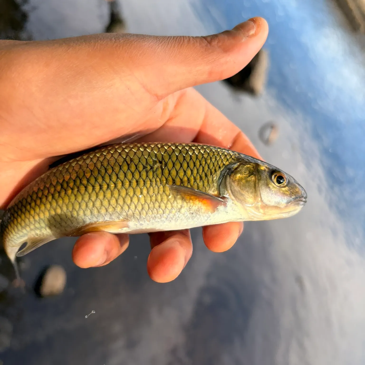 Fallfish caught on Fishbrain