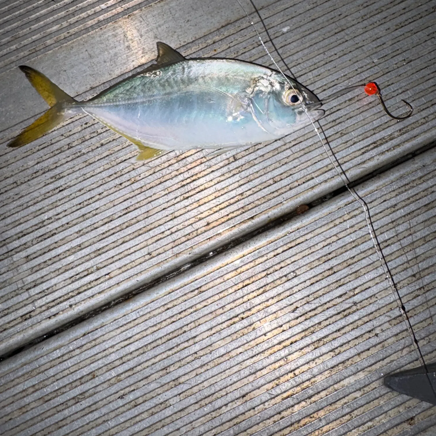 Leatherjack caught on Fishbrain