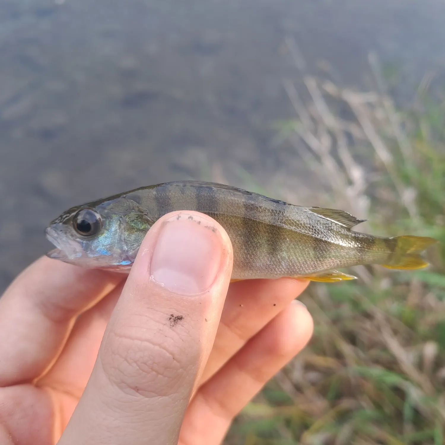 European perch caught on Fishbrain