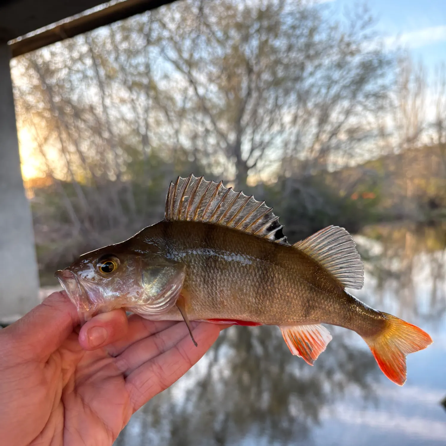 European perch caught on Fishbrain