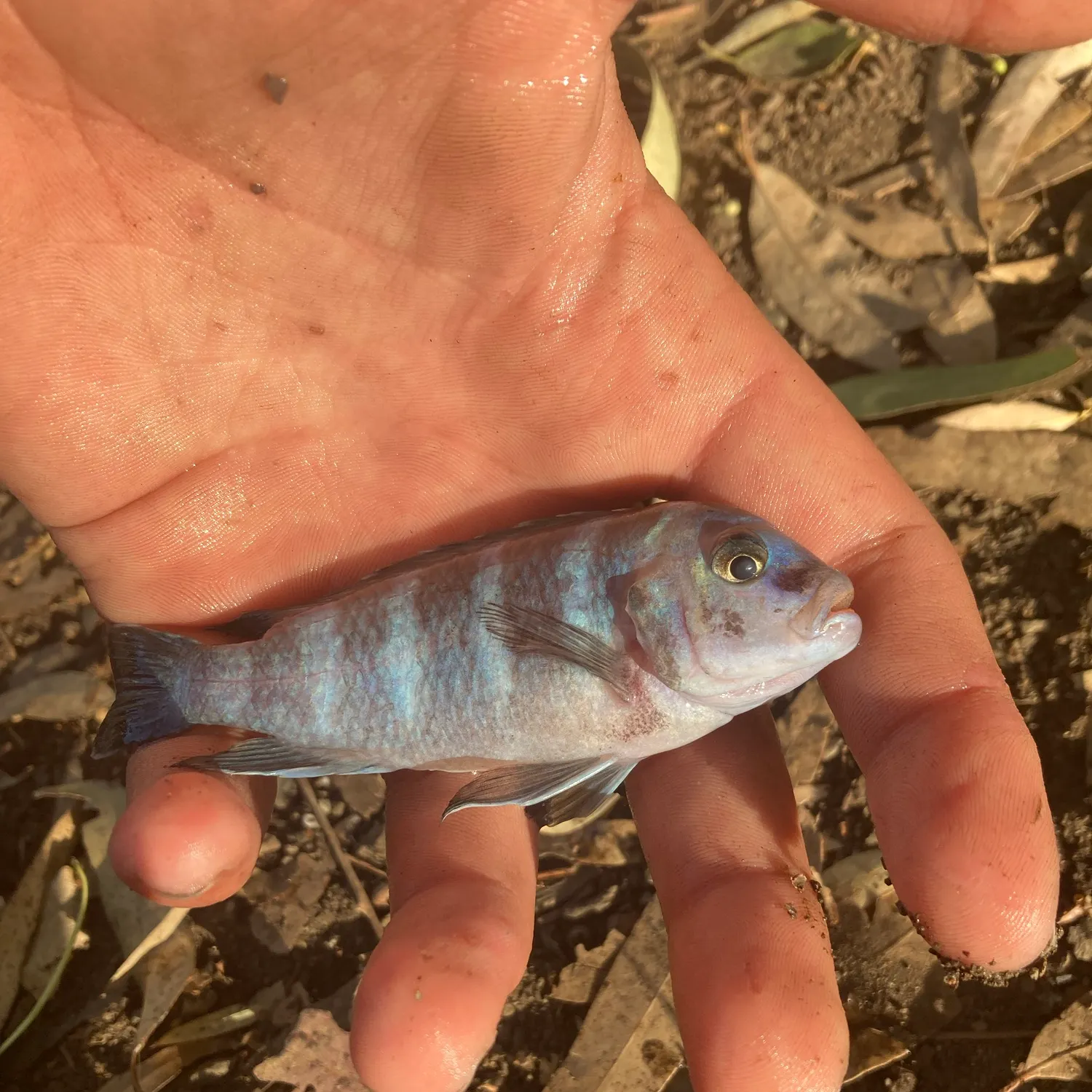 Convict cichlid caught on Fishbrain