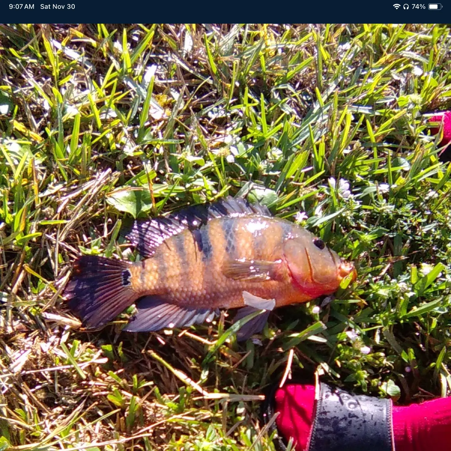 recently logged catches