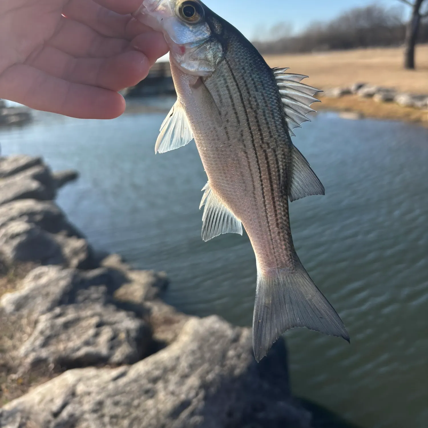 The most recent White bass catches on Fishbrain