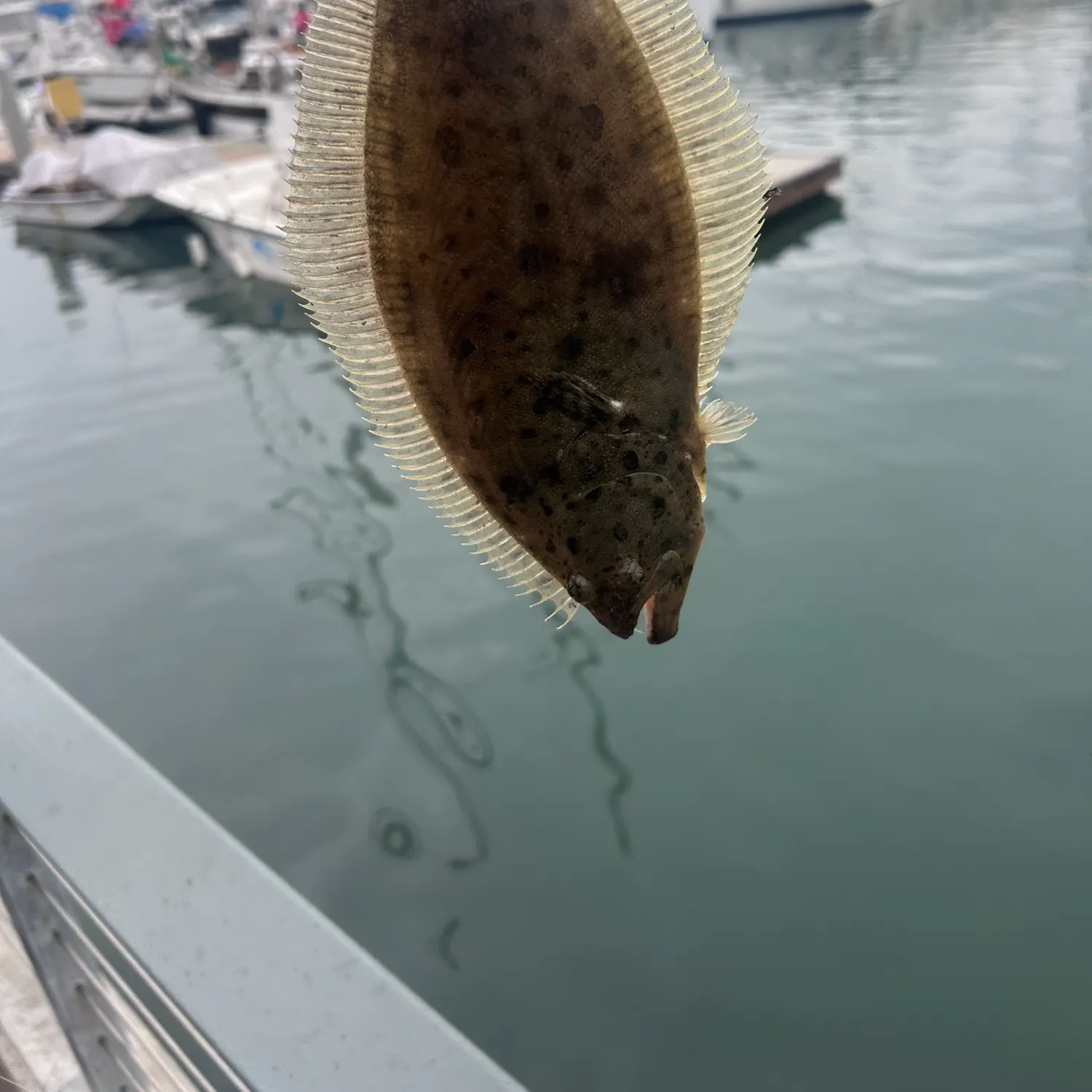 The most recent California halibut catches on Fishbrain