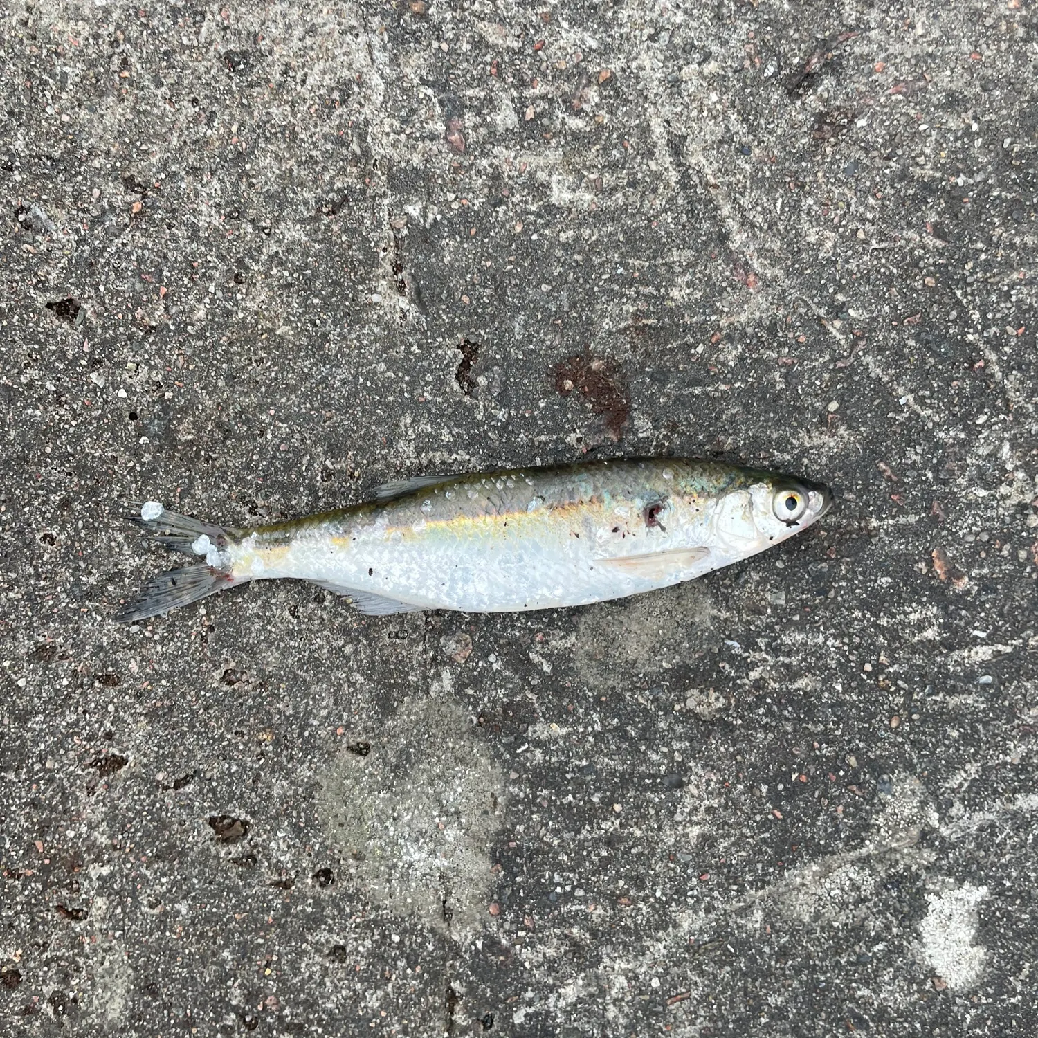 The most recent Vendace catches on Fishbrain