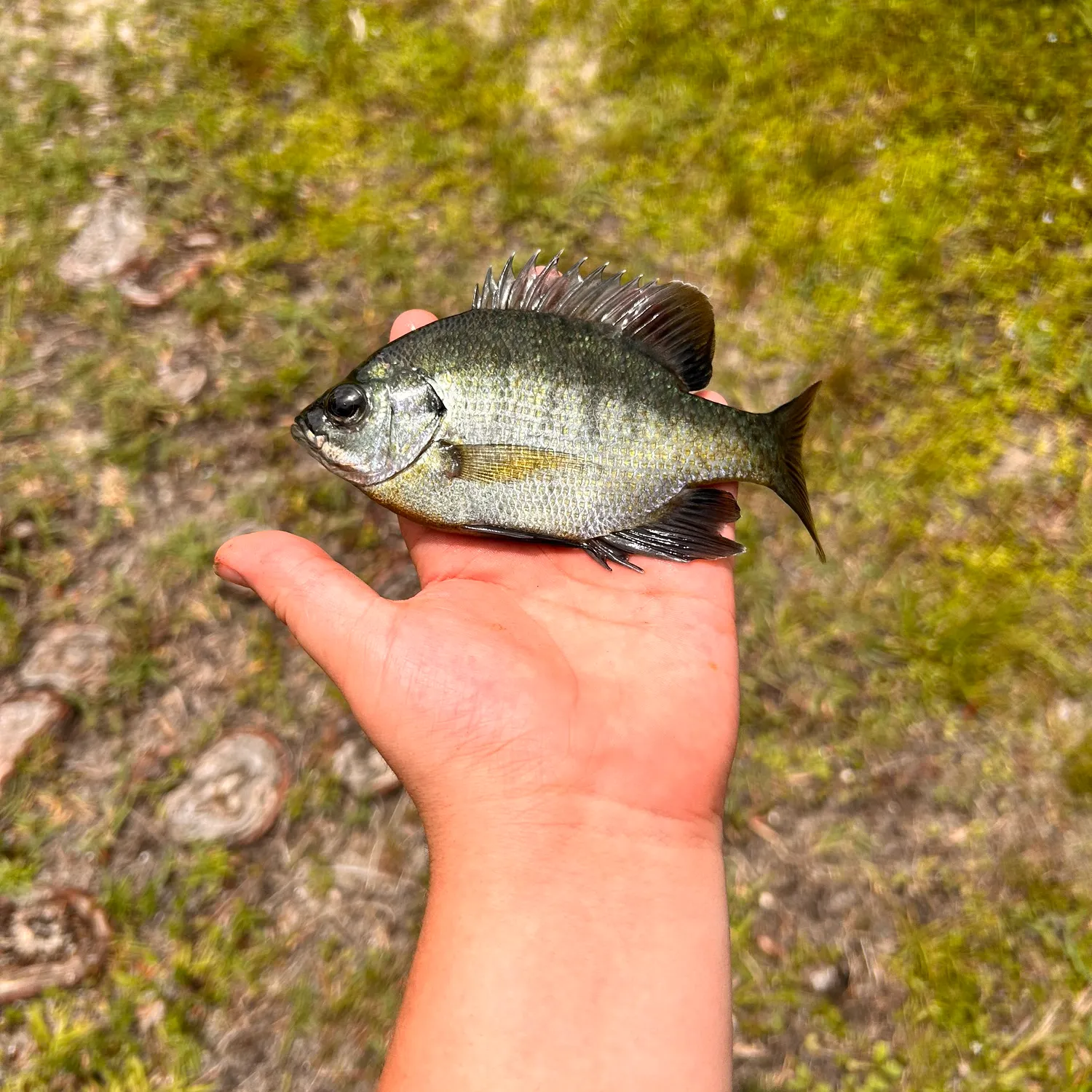 Bluegill caught on Fishbrain