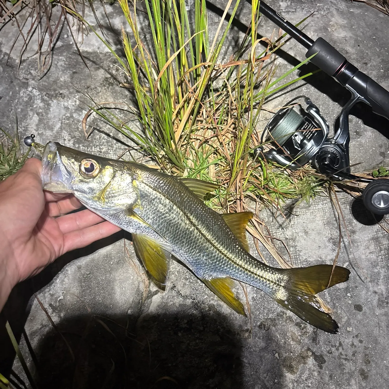 The most recent Tarpon Snook catches on Fishbrain