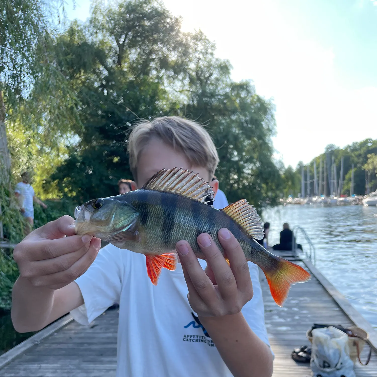 European perch caught on Fishbrain