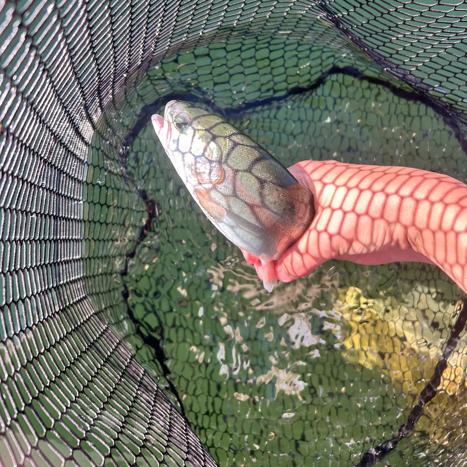 Rainbow trout caught on Fishbrain