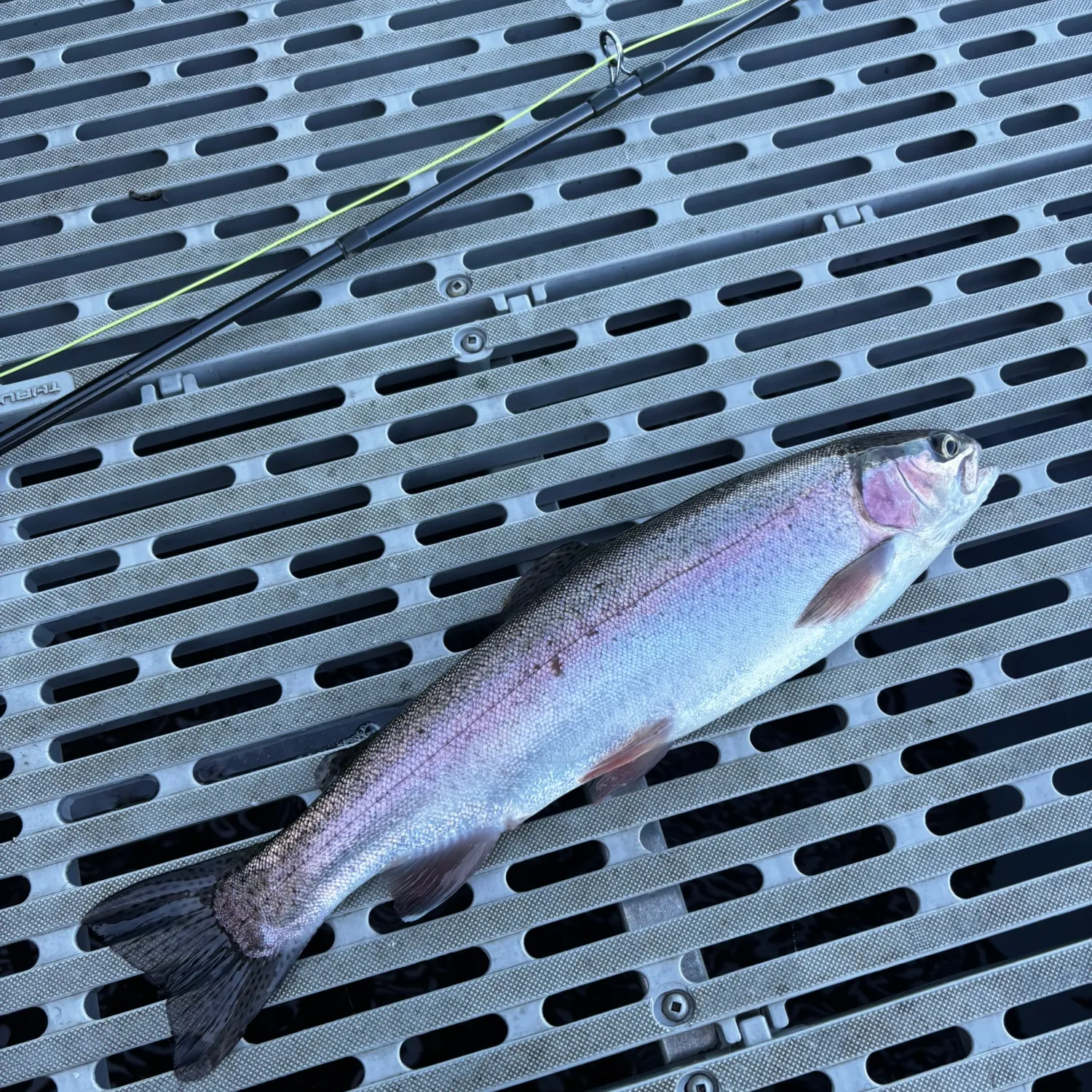 Rainbow trout caught on Fishbrain