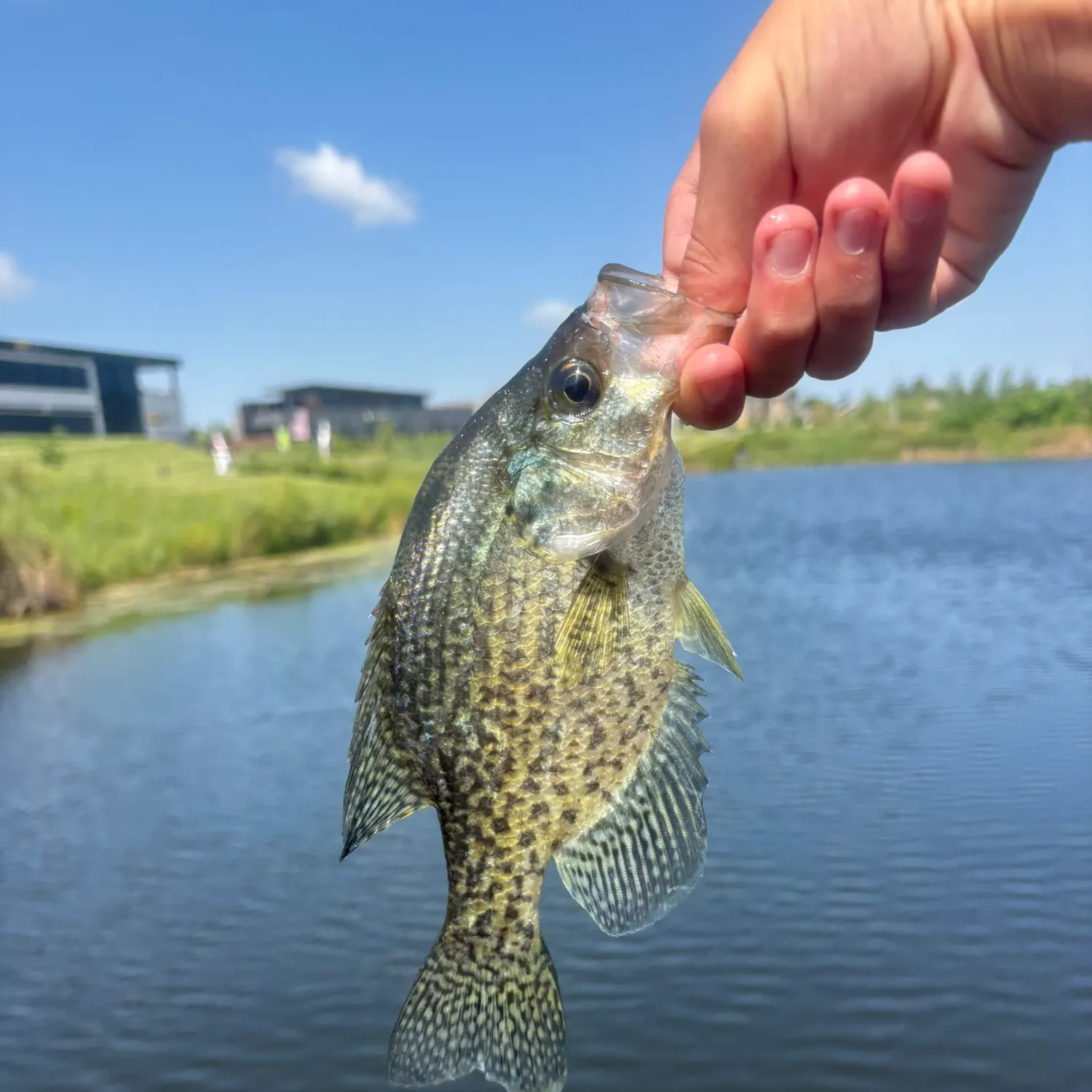 Black crappie caught on Fishbrain