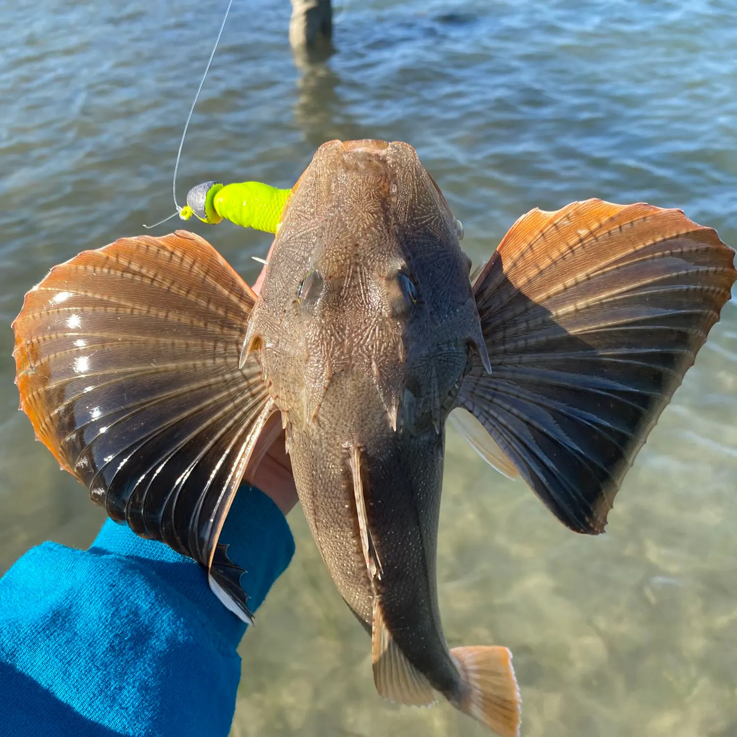 recently logged catches