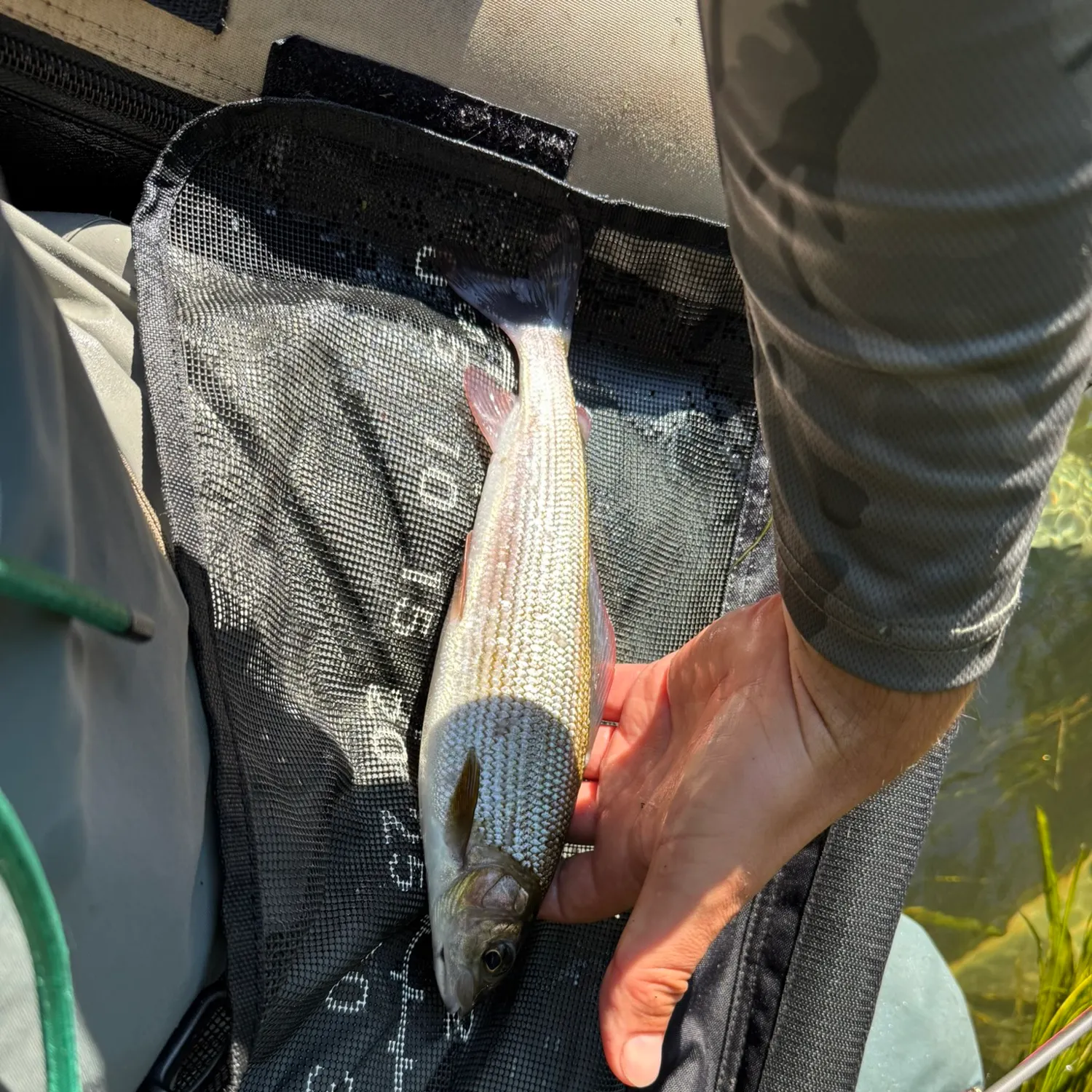 The most recent European grayling catches on Fishbrain