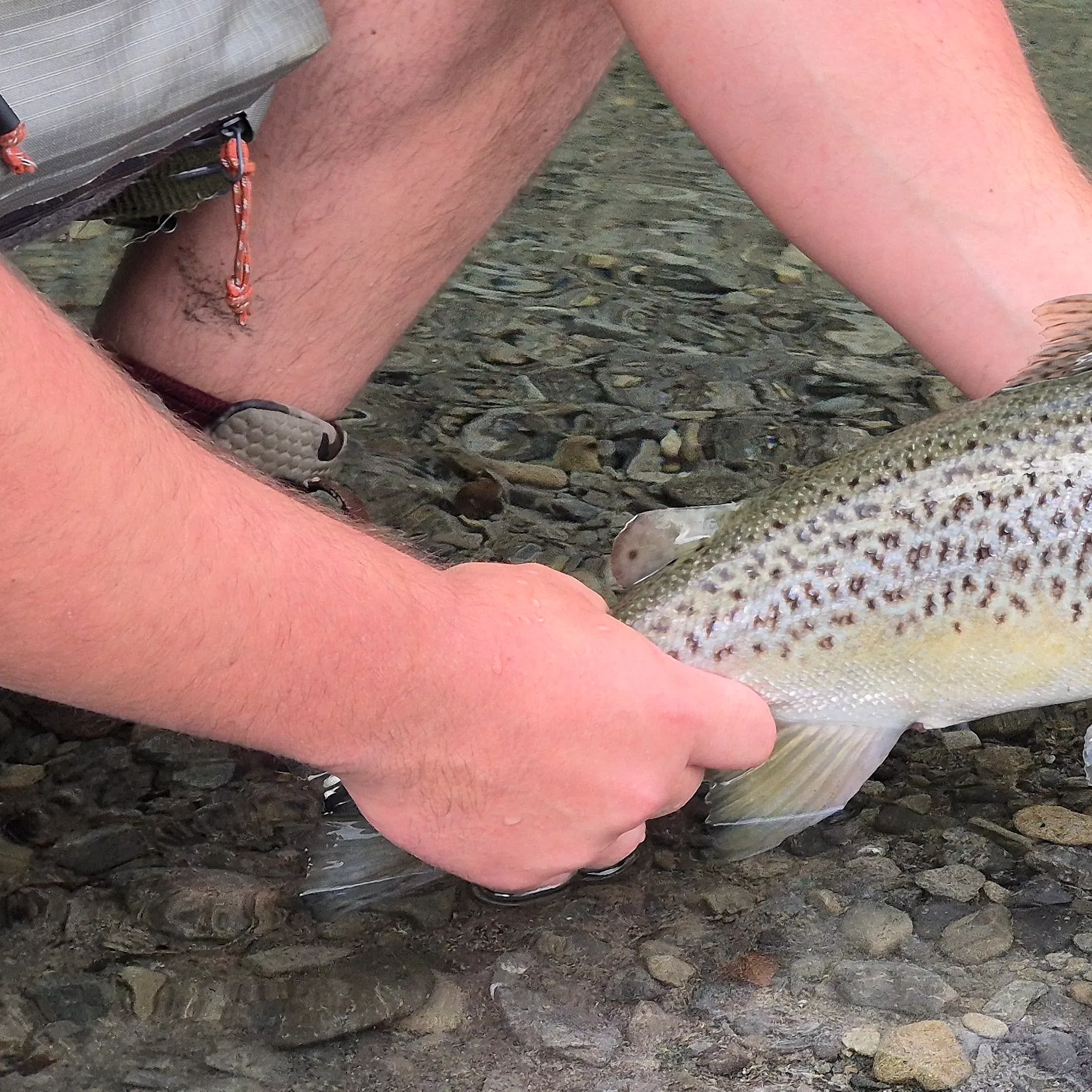 Brown trout caught on Fishbrain