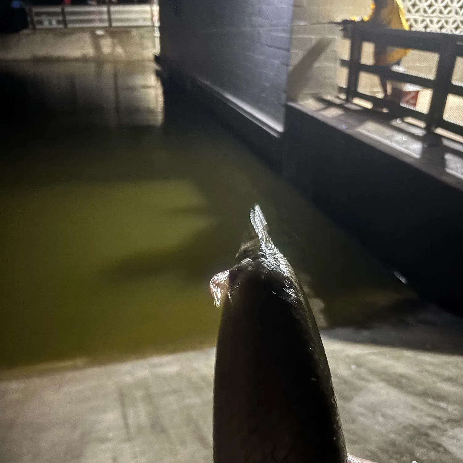 Longnose gar caught on Fishbrain