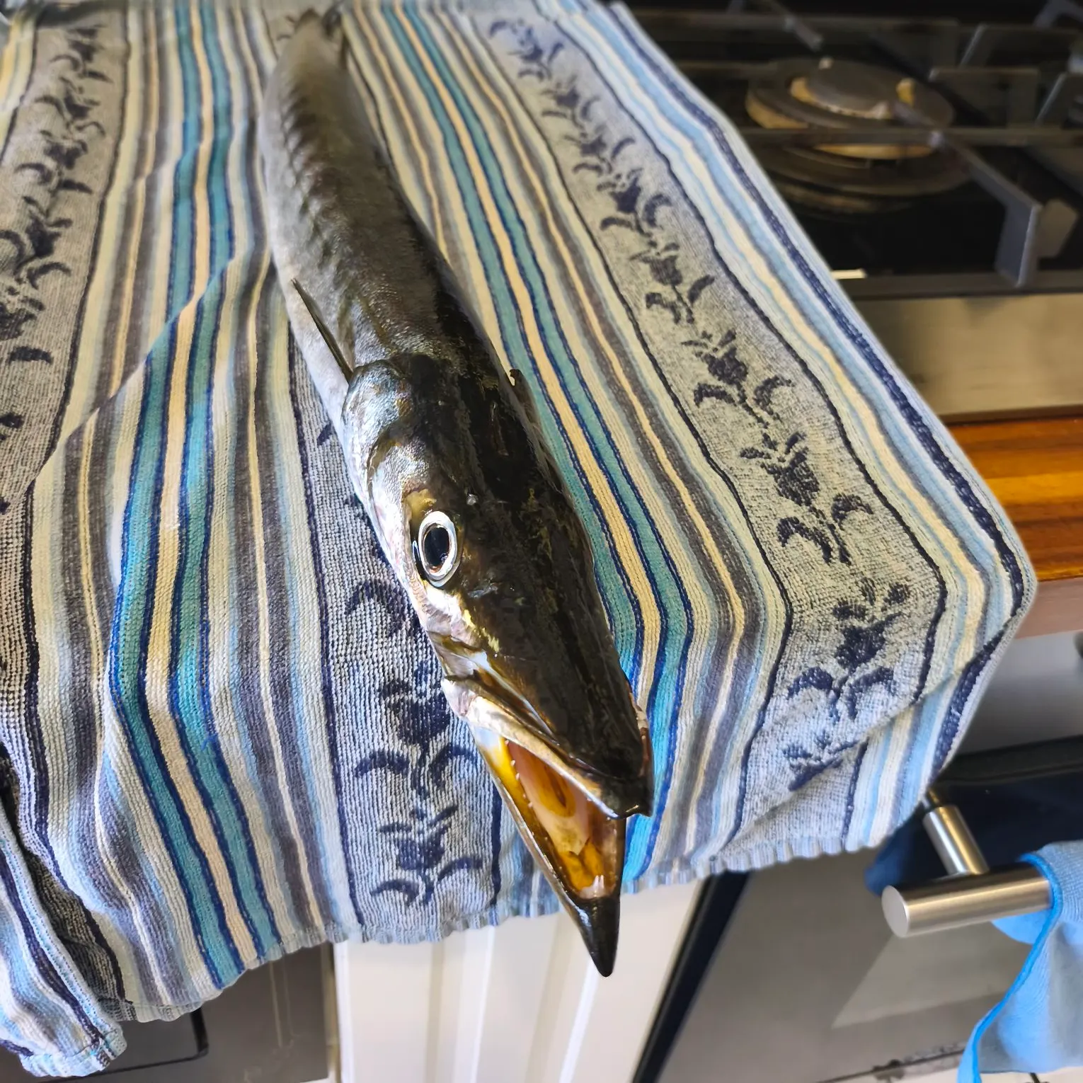 The most recent Pickhandle barracuda catches on Fishbrain