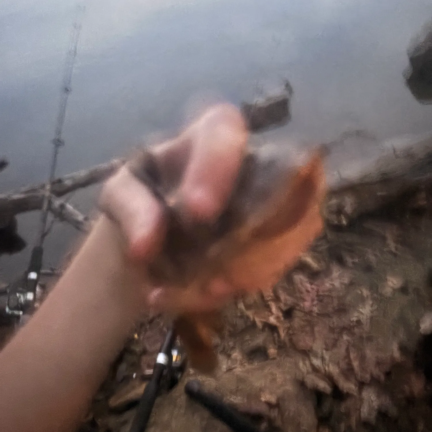The most recent Yellow bullhead catches on Fishbrain