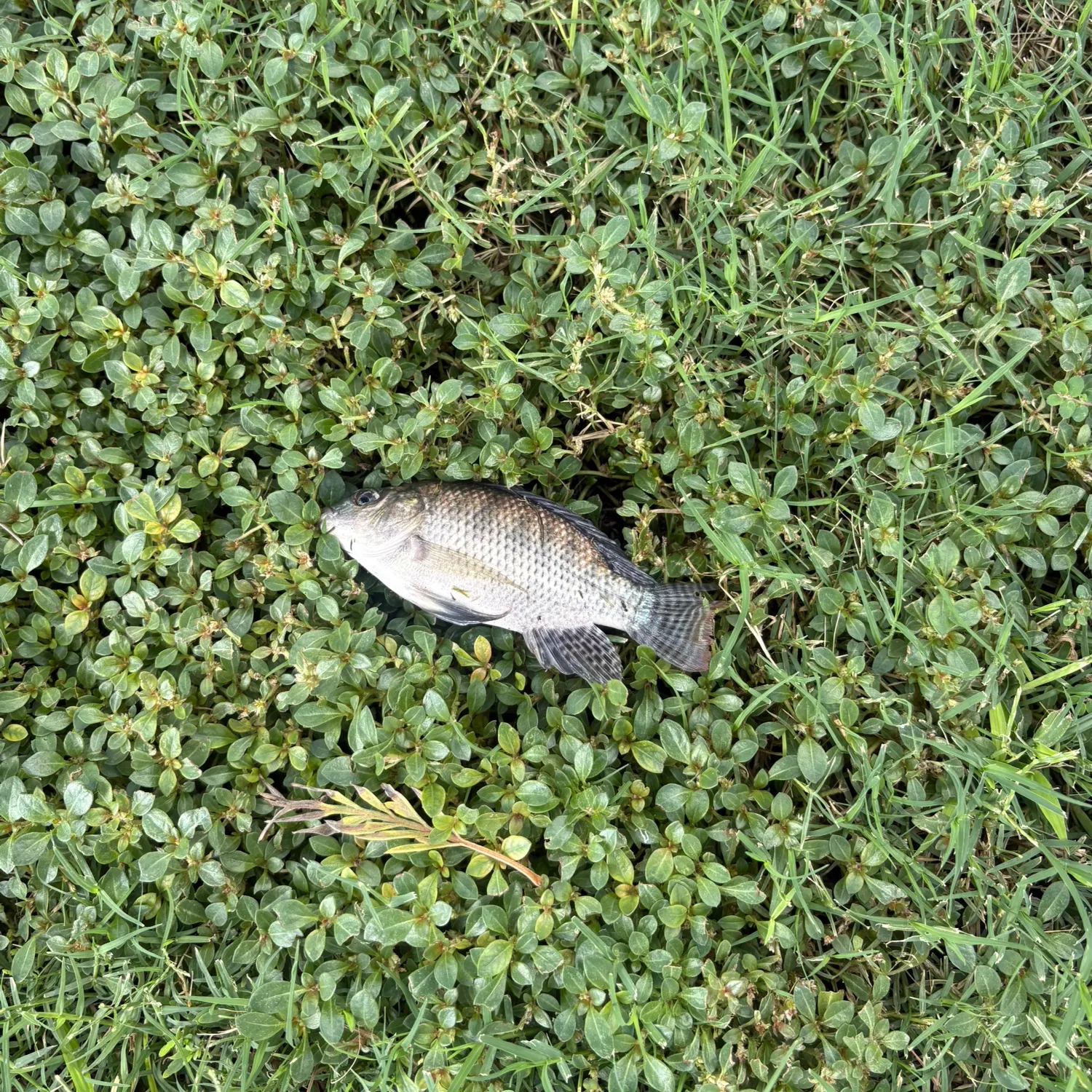 Fish caught on Fishbrain