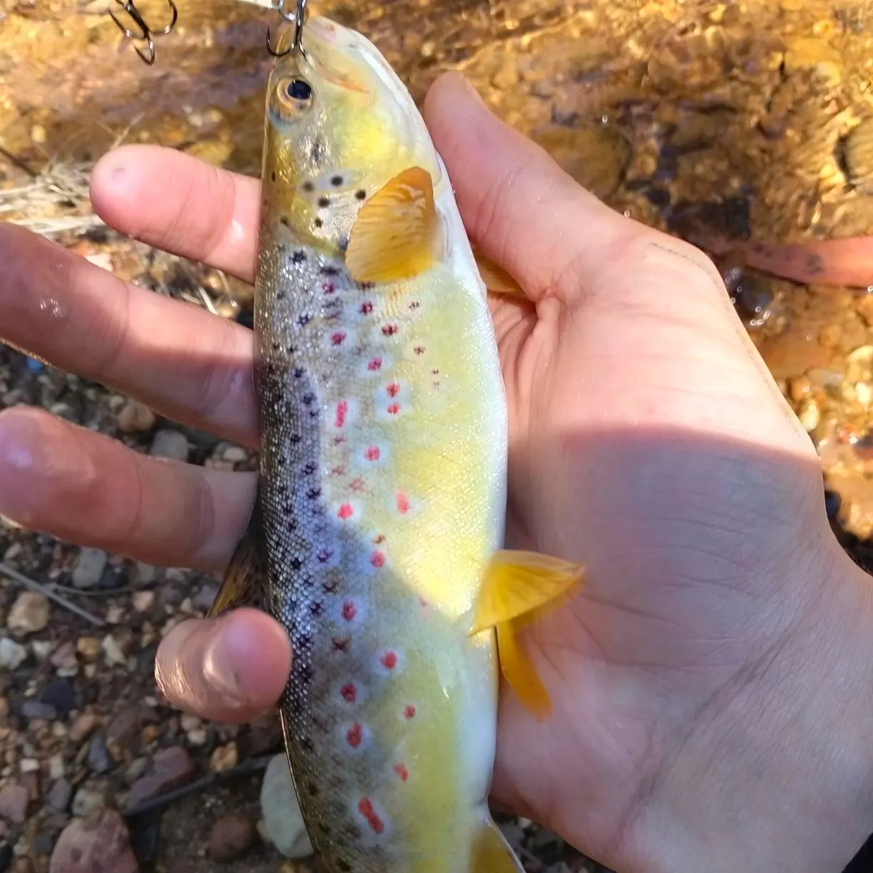 Brown trout caught on Fishbrain