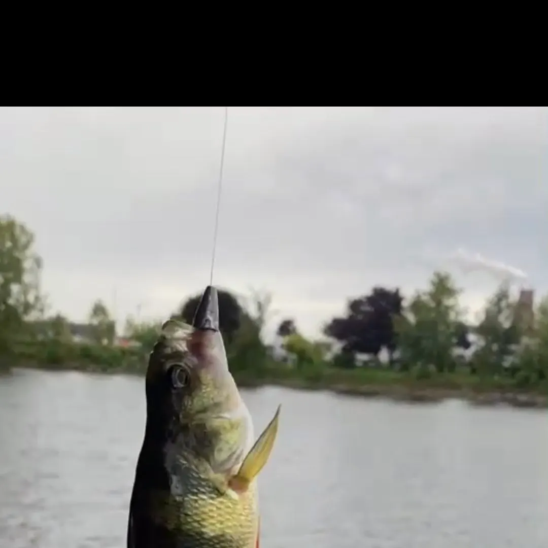 Yellow perch caught on Fishbrain