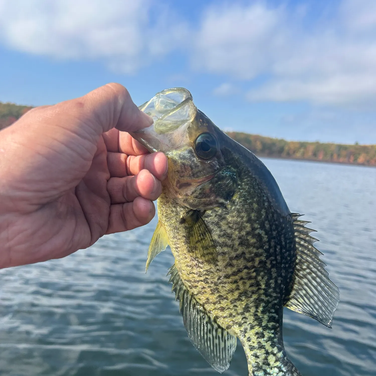 Black crappie caught on Fishbrain
