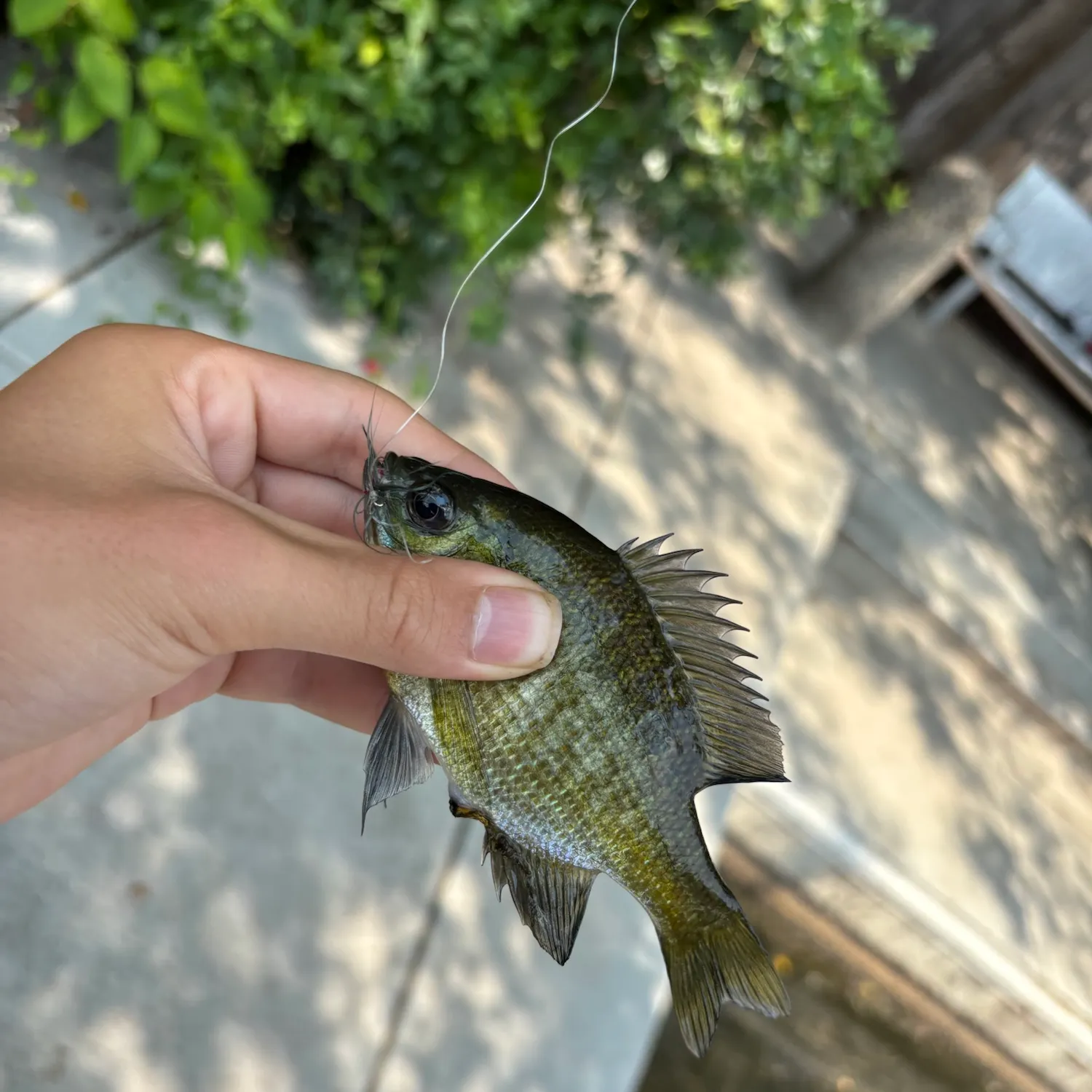 catch