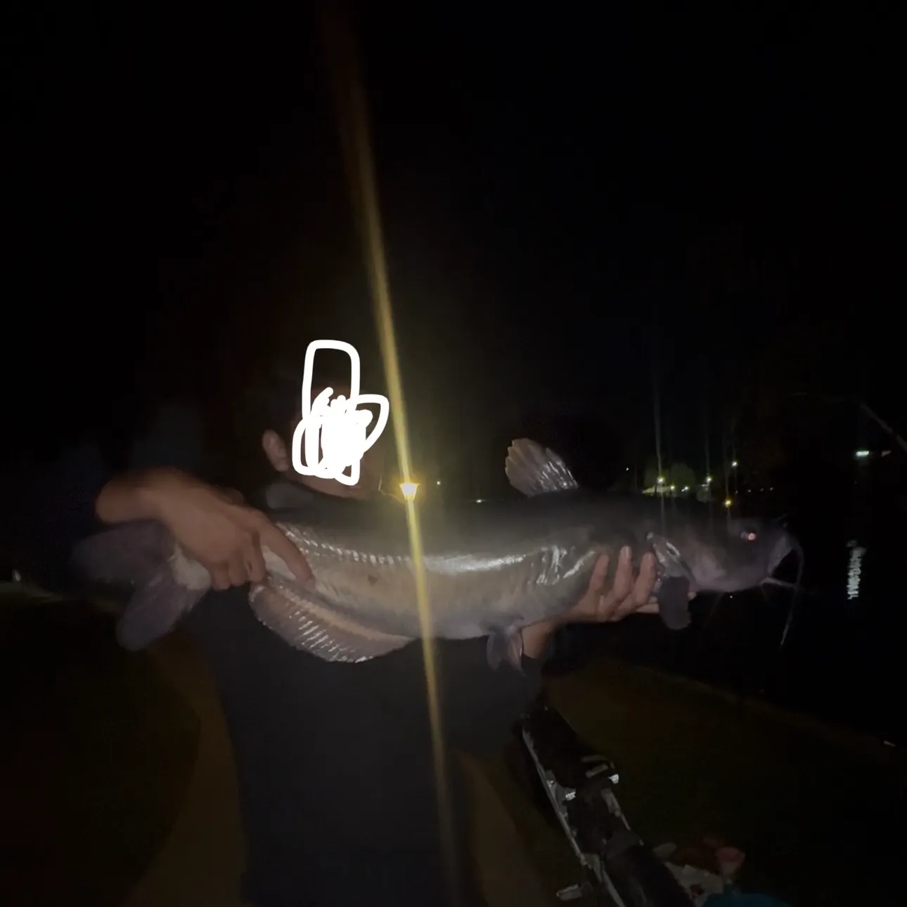 Channel catfish caught on Fishbrain