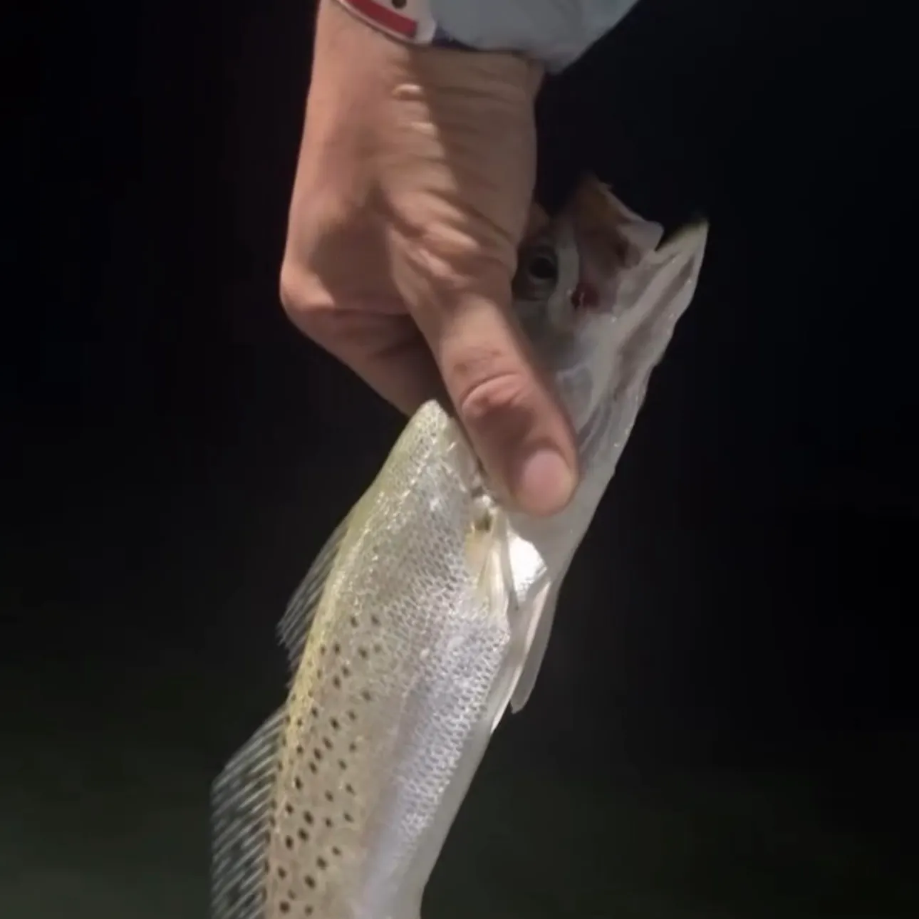 Spotted seatrout caught on Fishbrain
