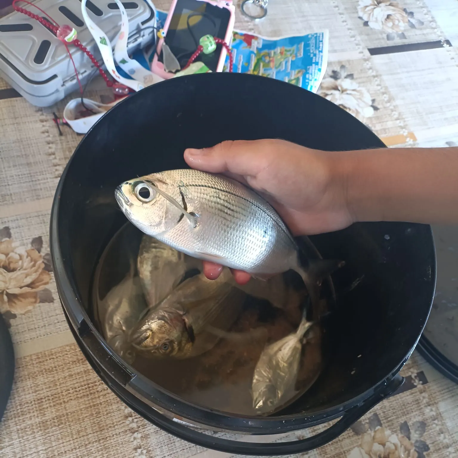 The most recent Saddled seabream catches on Fishbrain